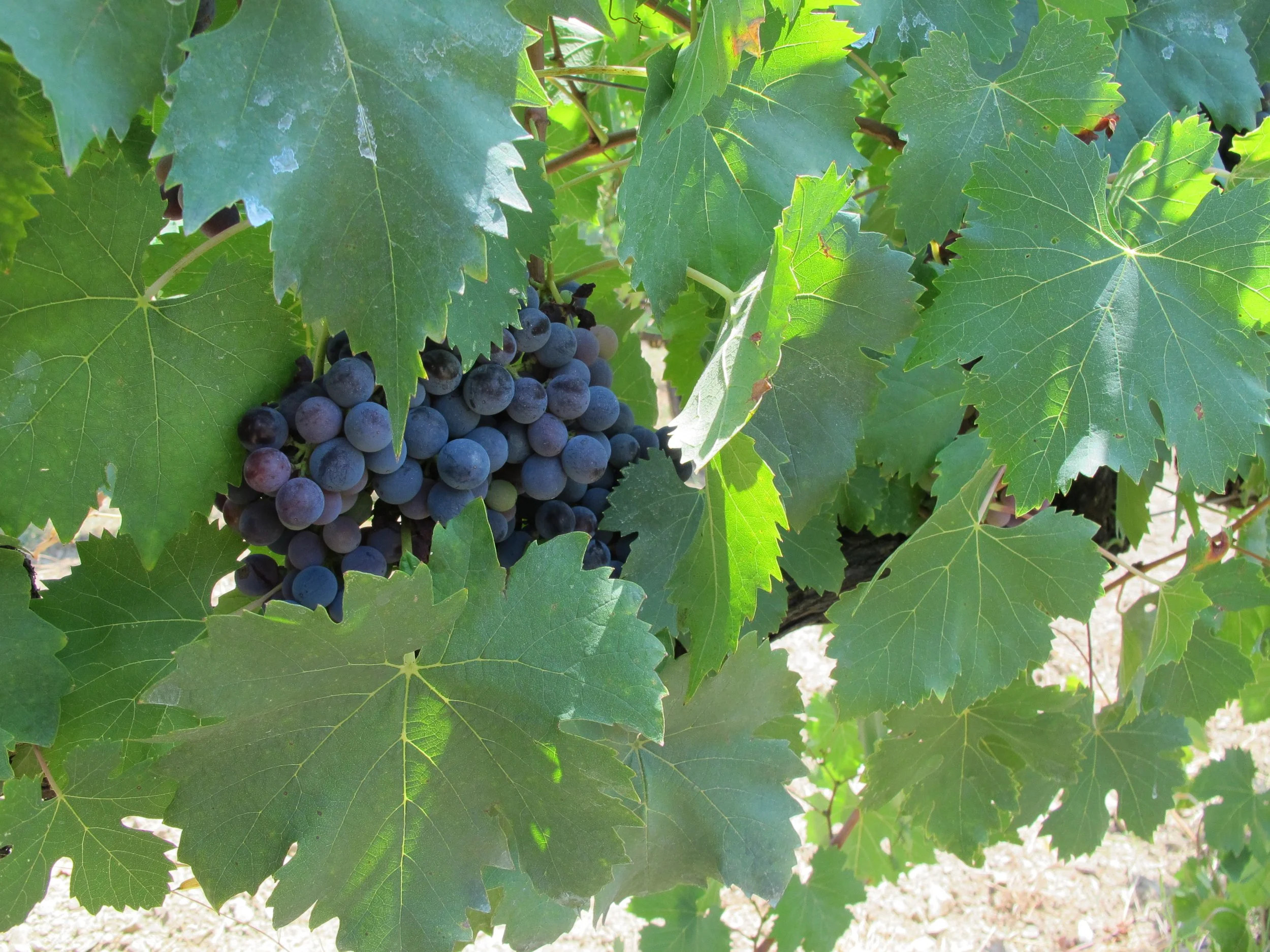 Druvskola: Pinot Noir
