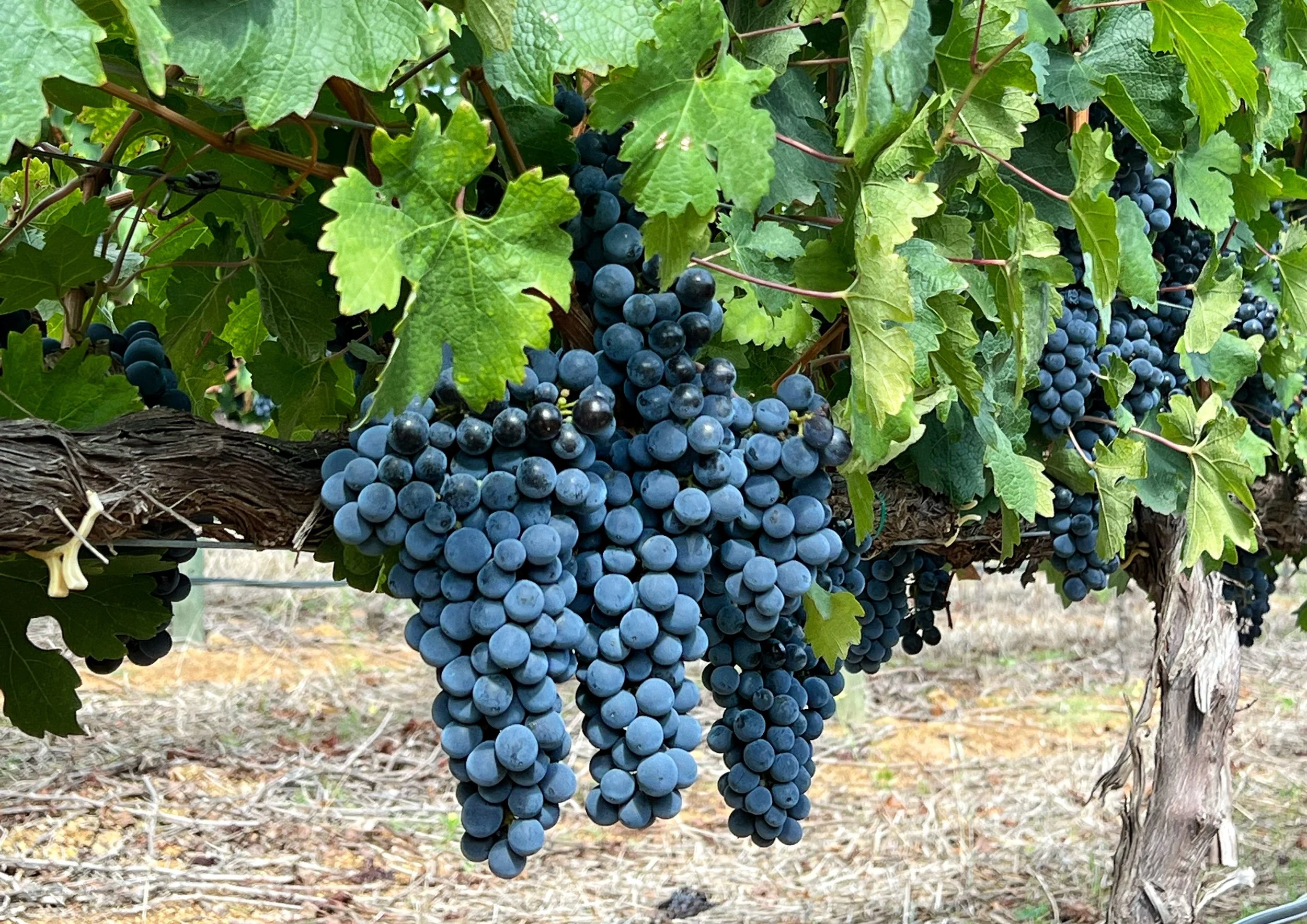 Rioja - Spaniens stolthet