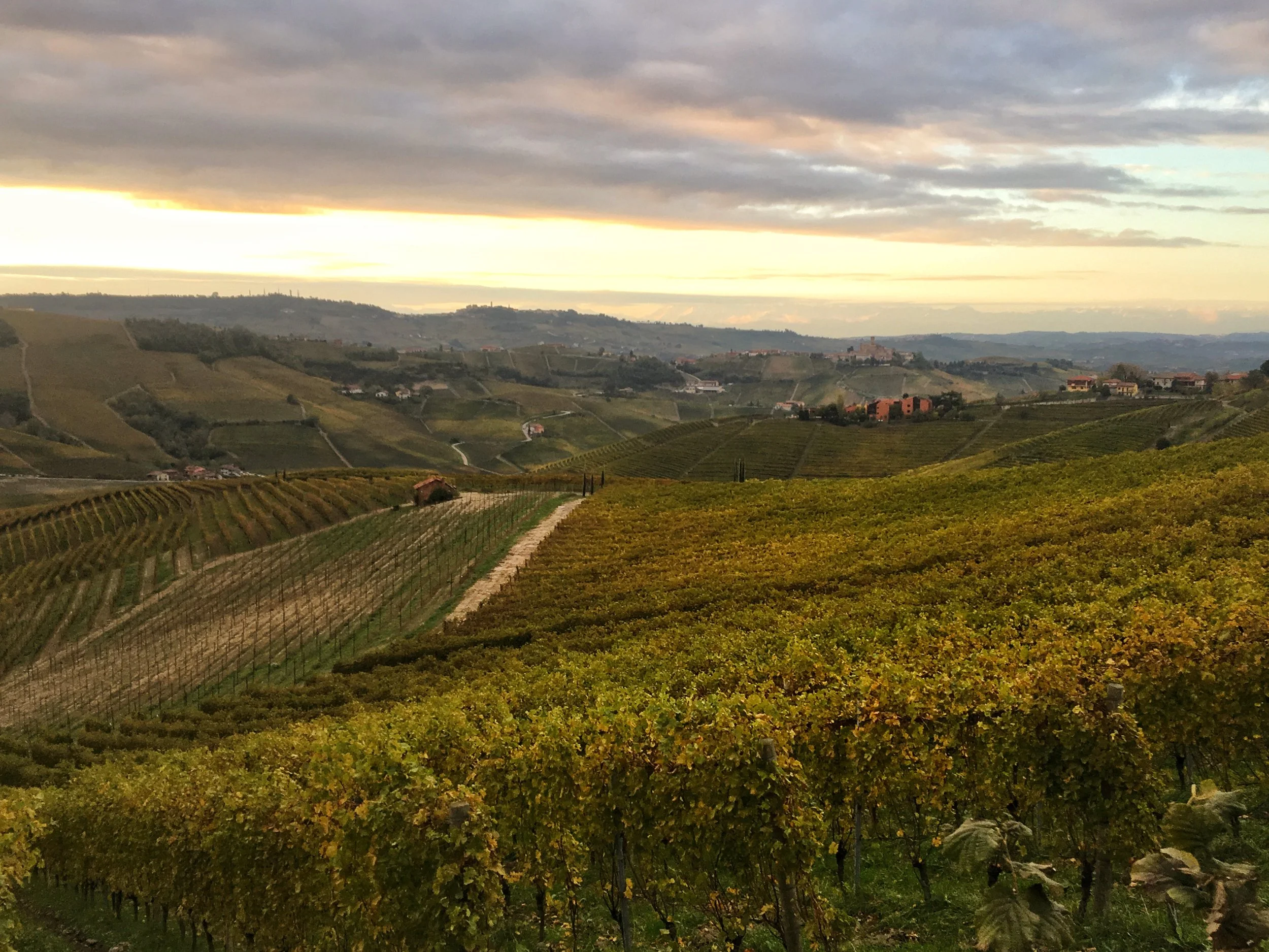 Pio Cesare - Ursprungstypisk Nebbiolo