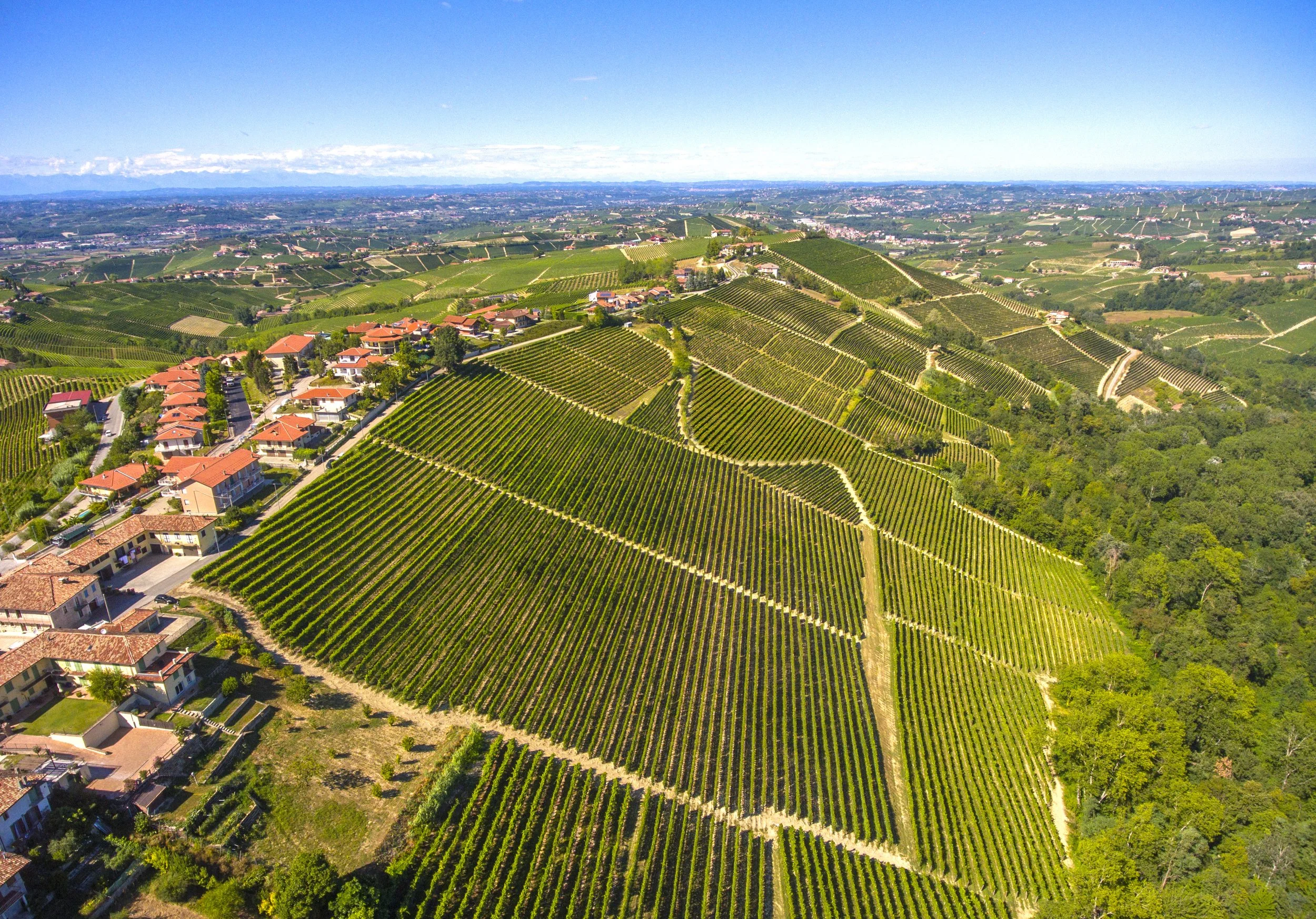 Pio Cesare - Ursprungstypisk Nebbiolo