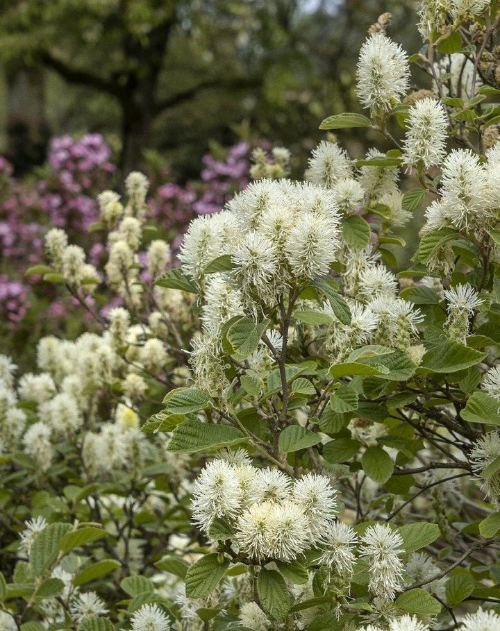 Plant of the Week! The Fothergilla major, commonly known as large fothergilla or mountain witch alder, is native to southeastern US. Preferring full sun to part shade, the fragrant white bottlebrush flowers appear in early spring and will attract but