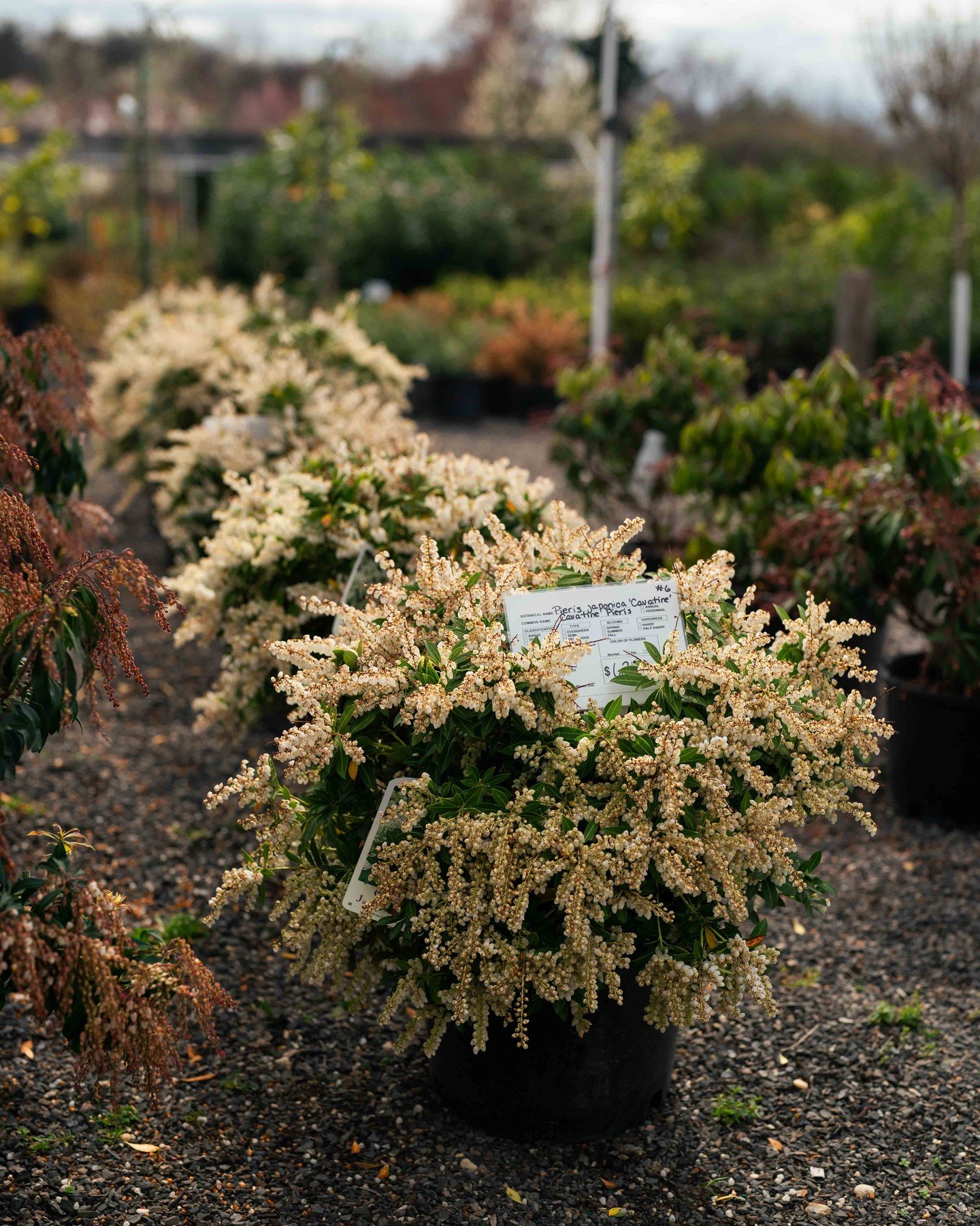 Cavatine Pieris, also known as Andromeda 'Cavatine,' is a compact evergreen shrub with beautiful white flowers in spring, perfect for adding charm to any garden or landscape!

Available at our Nursery - Add this beauty to your garden today! #Mayfield