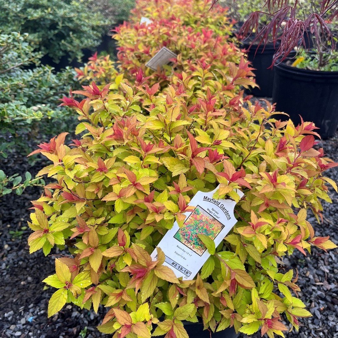 Plant of the Week! - Spirea Magic Carpet - this colorful and showy, deciduous shrub, will flower in late-spring to mid-summer. The tiny pink flowers will attract butterflies and the shrub will tolerate deer, clay, soil, and air pollution! This low-ma