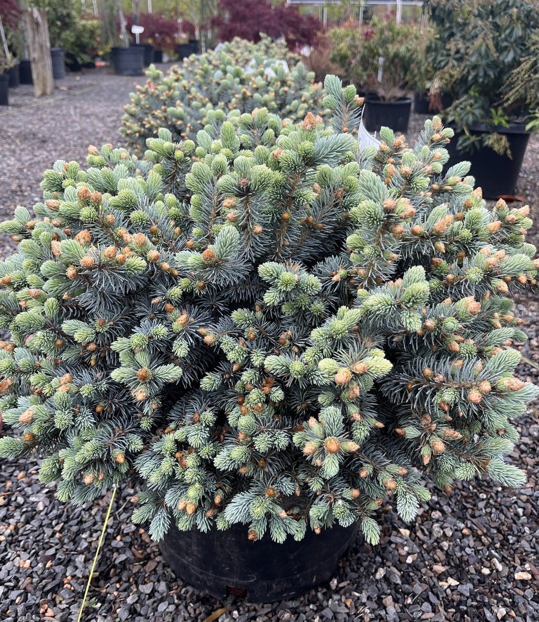 Plant of the Week! Picea pungens &lsquo;Glauca Globosa - Commonly known as Dwarf Blue Spruce, this lovely globe-shaped, evergreen shrub can grow 3-5 feet tall and 4-6 feet wide. The blue needles, brightest when they first emerge in spring, will hold 