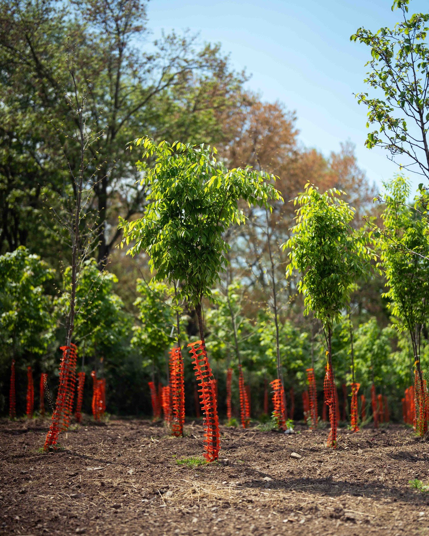 Our Zelkovas standing tall! These trees are a great all-around option for quickly providing shade and beautiful foliage. With their distinctive vase-shaped form, vibrant fall colors, and resistance to disease, they bring both beauty and resilience to