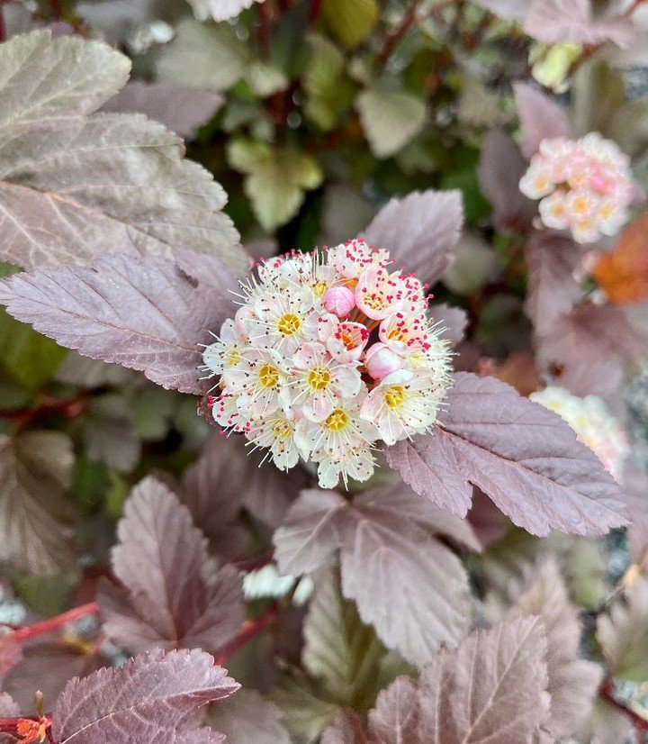 Plant of the week! Ginger Wine Ninebark - A unique shrub, native to North America, that is colorful from spring through fall. Covered with clusters of white flowers in late spring that eventually turn to attractive red seed heads. The Ginger Wine Nin