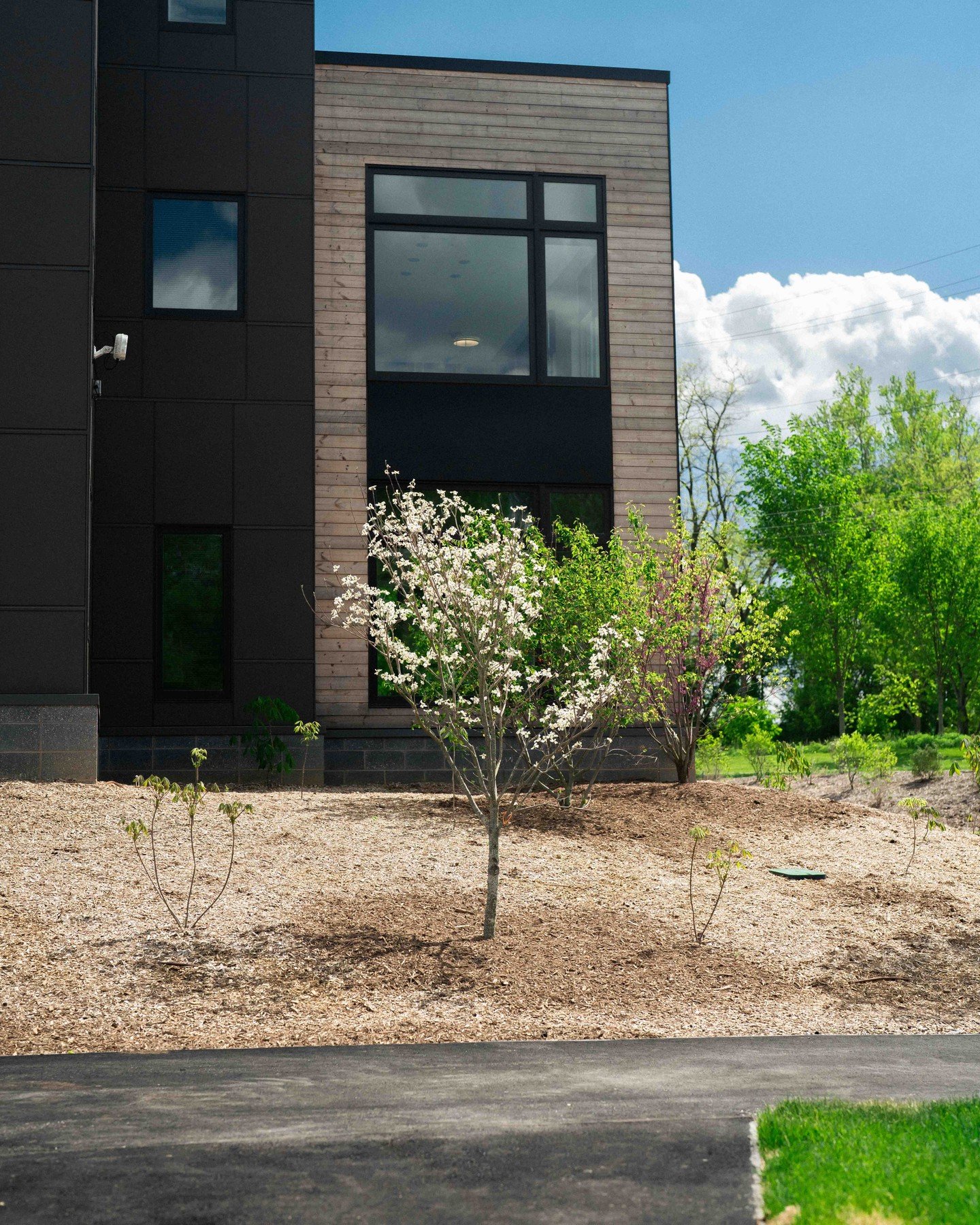 This flowering Dogwood features vibrant white blossoms and is known for its striking beauty in spring. It's a hardy tree that thrives in various conditions, making it an ideal choice for a college campus! #MayfieldGardens

#construction #landscaping 