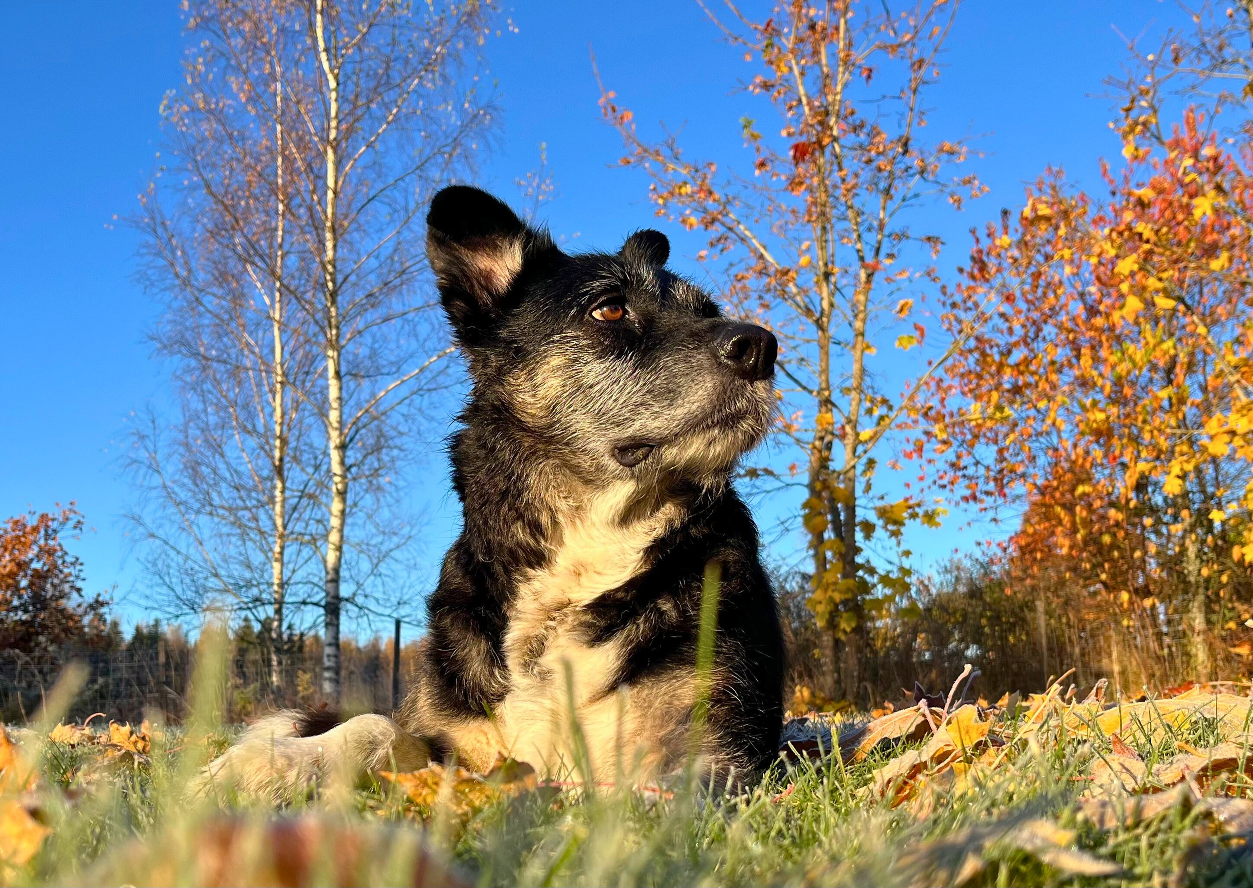 Kun koira voi huonosti, on ihmisen sydän raskas huolesta.