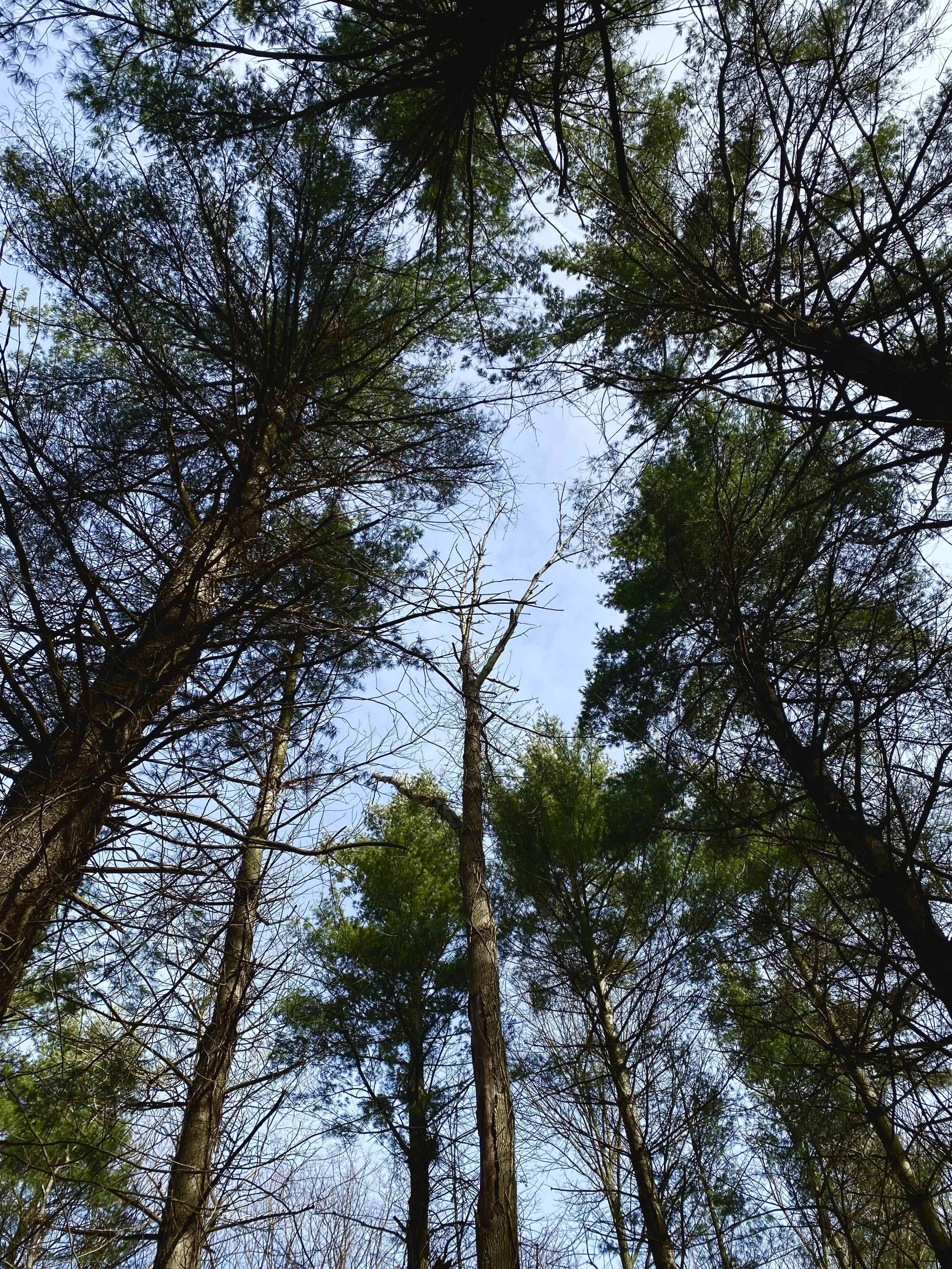 5 Practices to Lean into Samhain