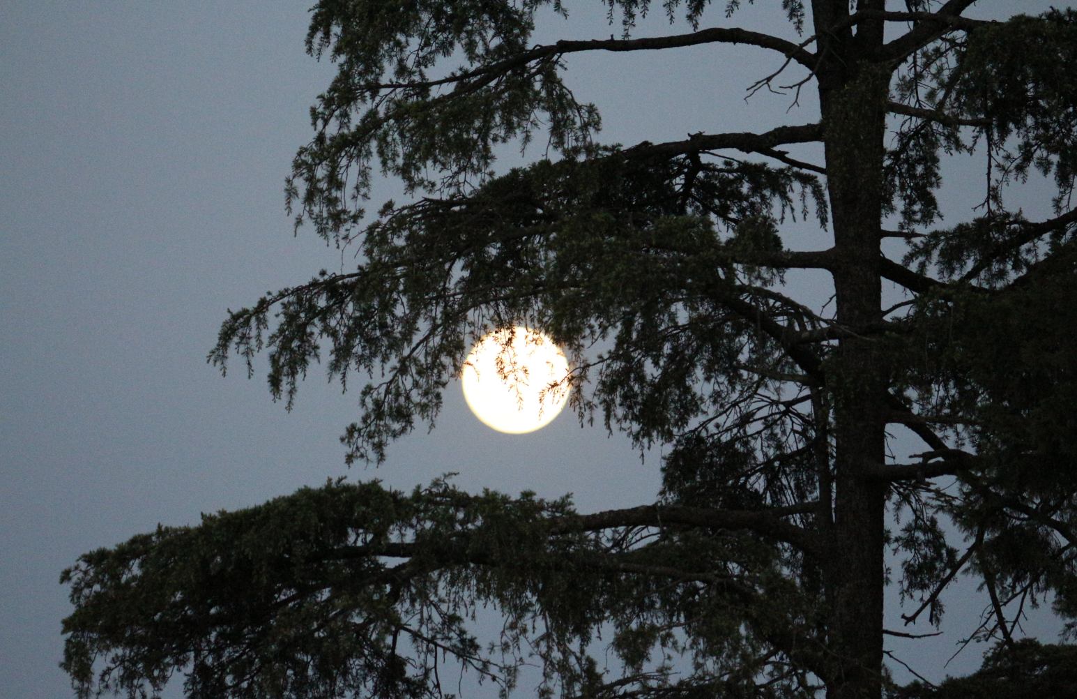 Full Moon Shinrin-yoku &amp; Tea Ceremony | Akron/Cle
