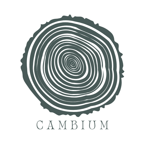 Cambium