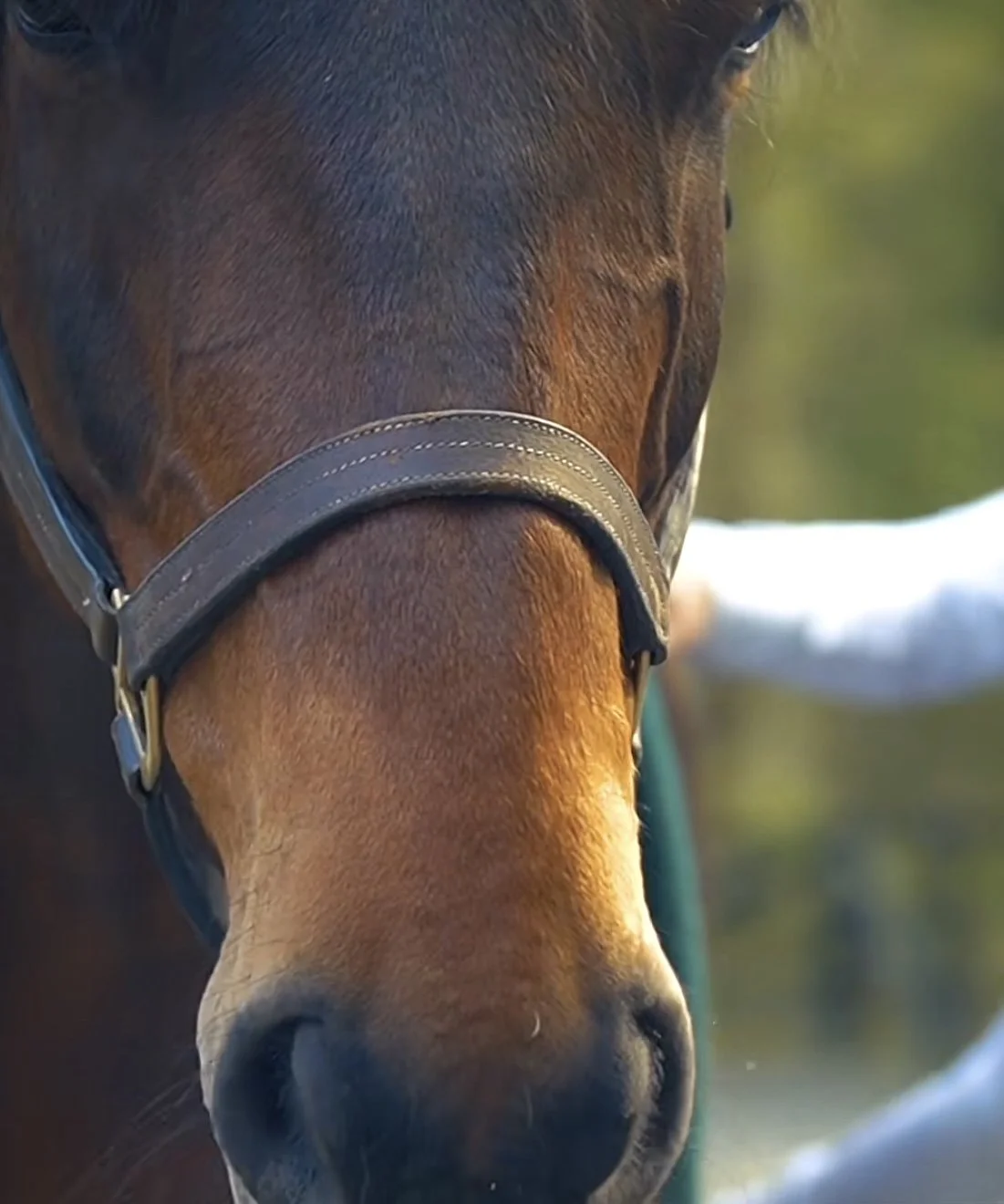 ANIMAL - 60 Minute Shamanic Healing Session
