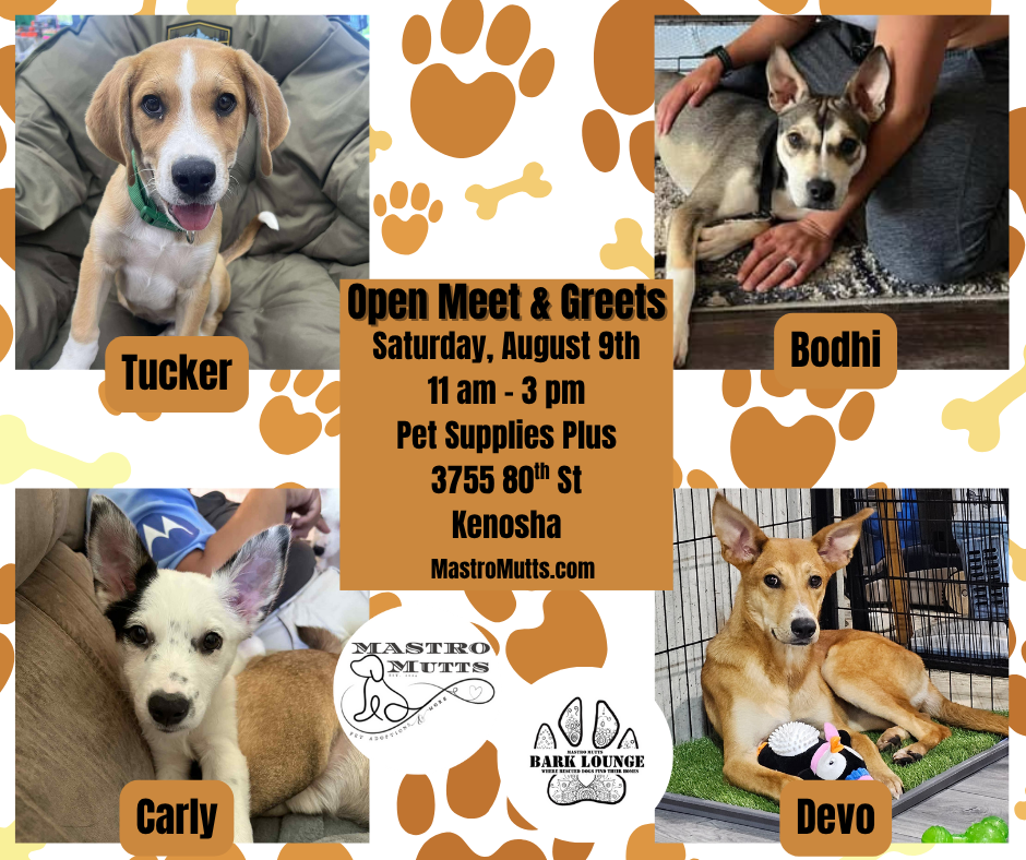 Adoption Event at Kenosha Pet Supplies Plus