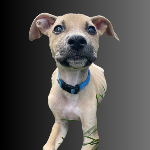 Adoption Event at the Kenosha Public Market