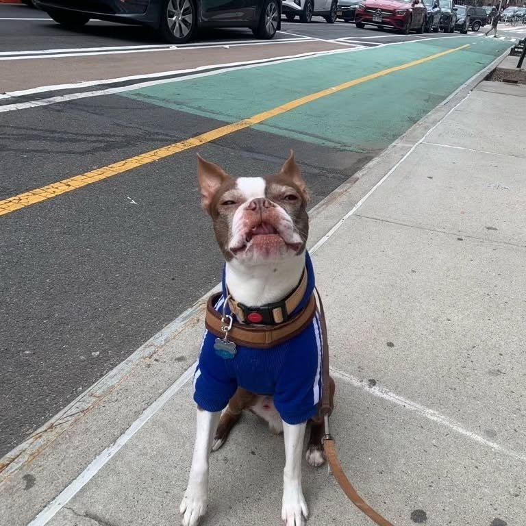 Haddy fit check ✨

.
#bostonterrier #dogsofinstagram #dogfriendlynyc #dogsofny #petcare #nycdogwalker #astoria