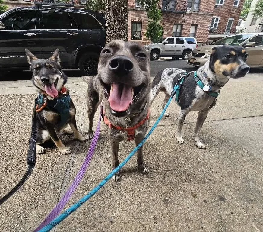 Whoa - it's been a while here folks! 🐾🙌

Here are some summer highlights 🐾💩🐕&zwj;🦺

#astoriaqueens #astoria #dogwalker #dogwalkersofinstagram #dogwalking