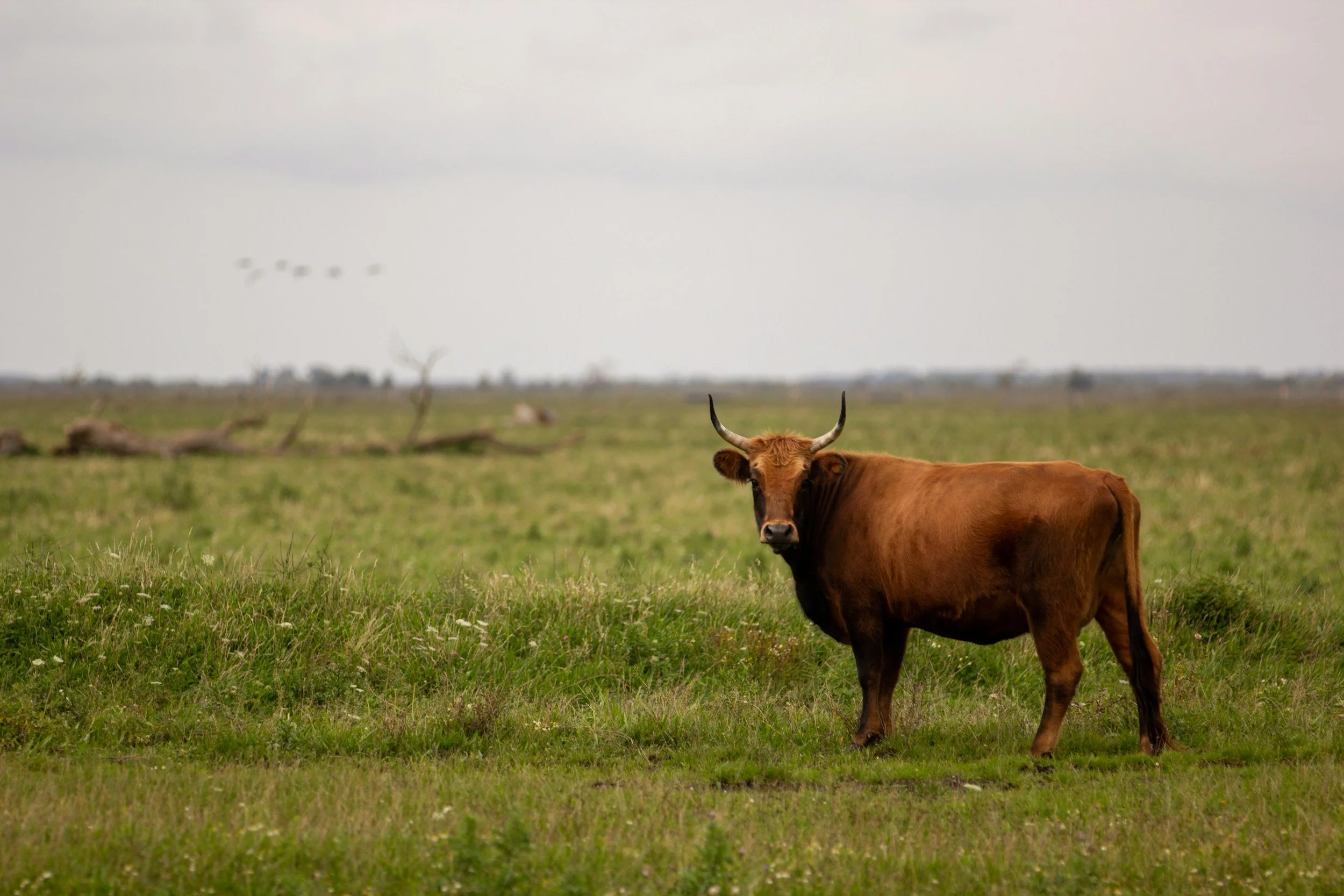 Cuenta regresiva en Colombia: en 2027 se acaban las corridas de toros y las peleas de gallos