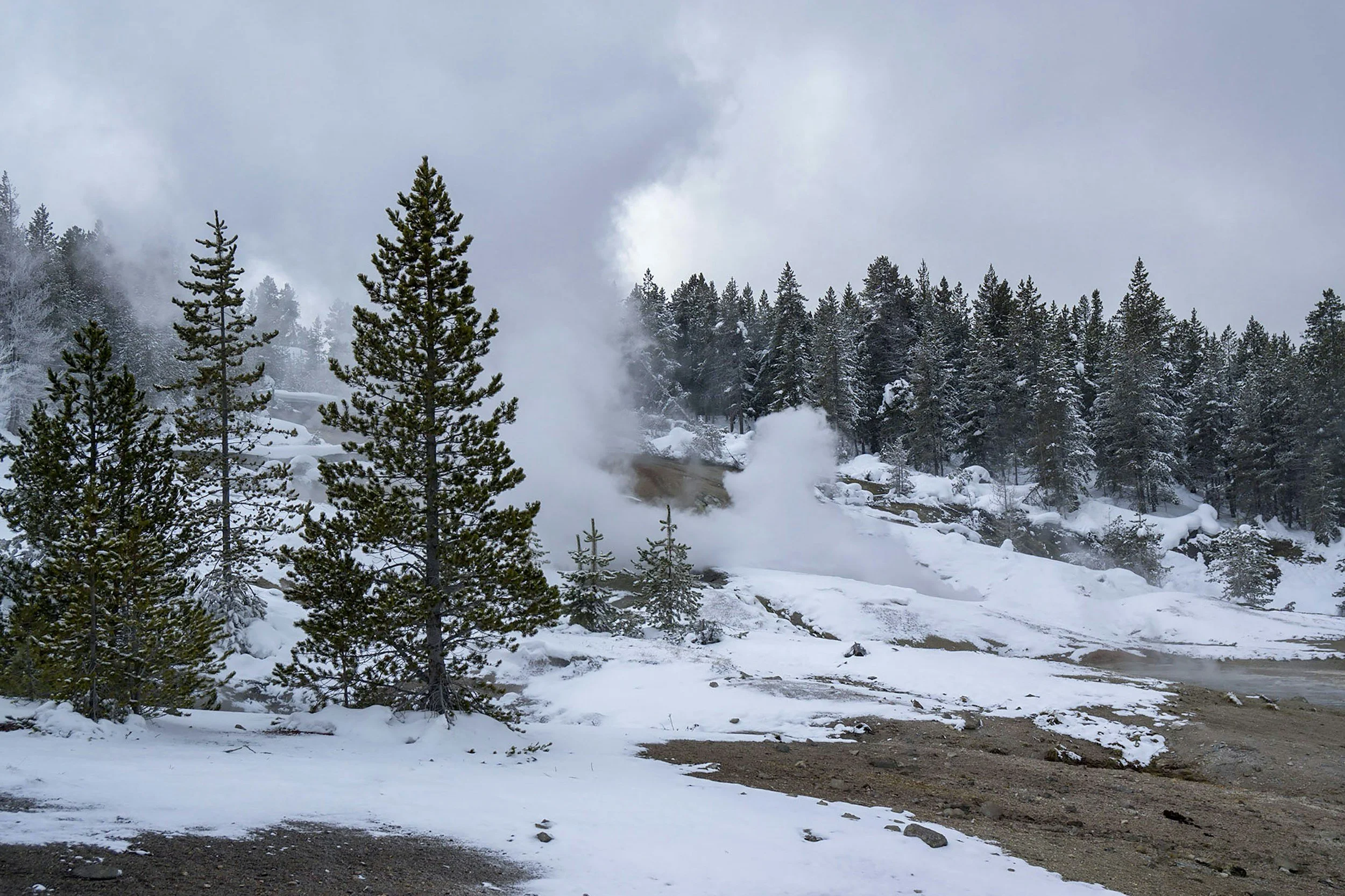 Luna, la perrita perdida en Yellowstone: un mes de búsqueda y una carrera contra el invierno