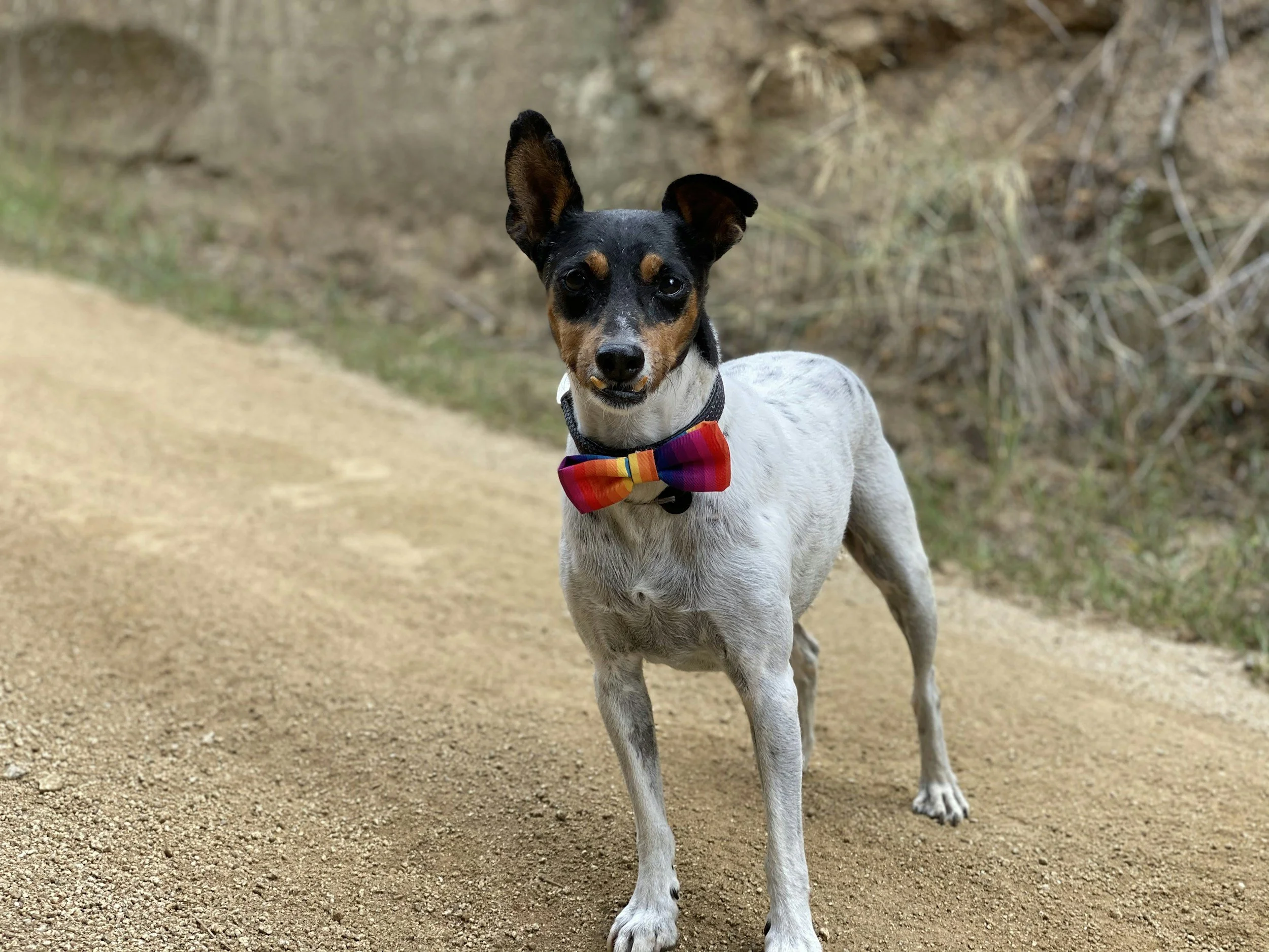 Vestidos de novia para perros y una semana de la moda canina: la ropa para mascotas ya es un gran negocio