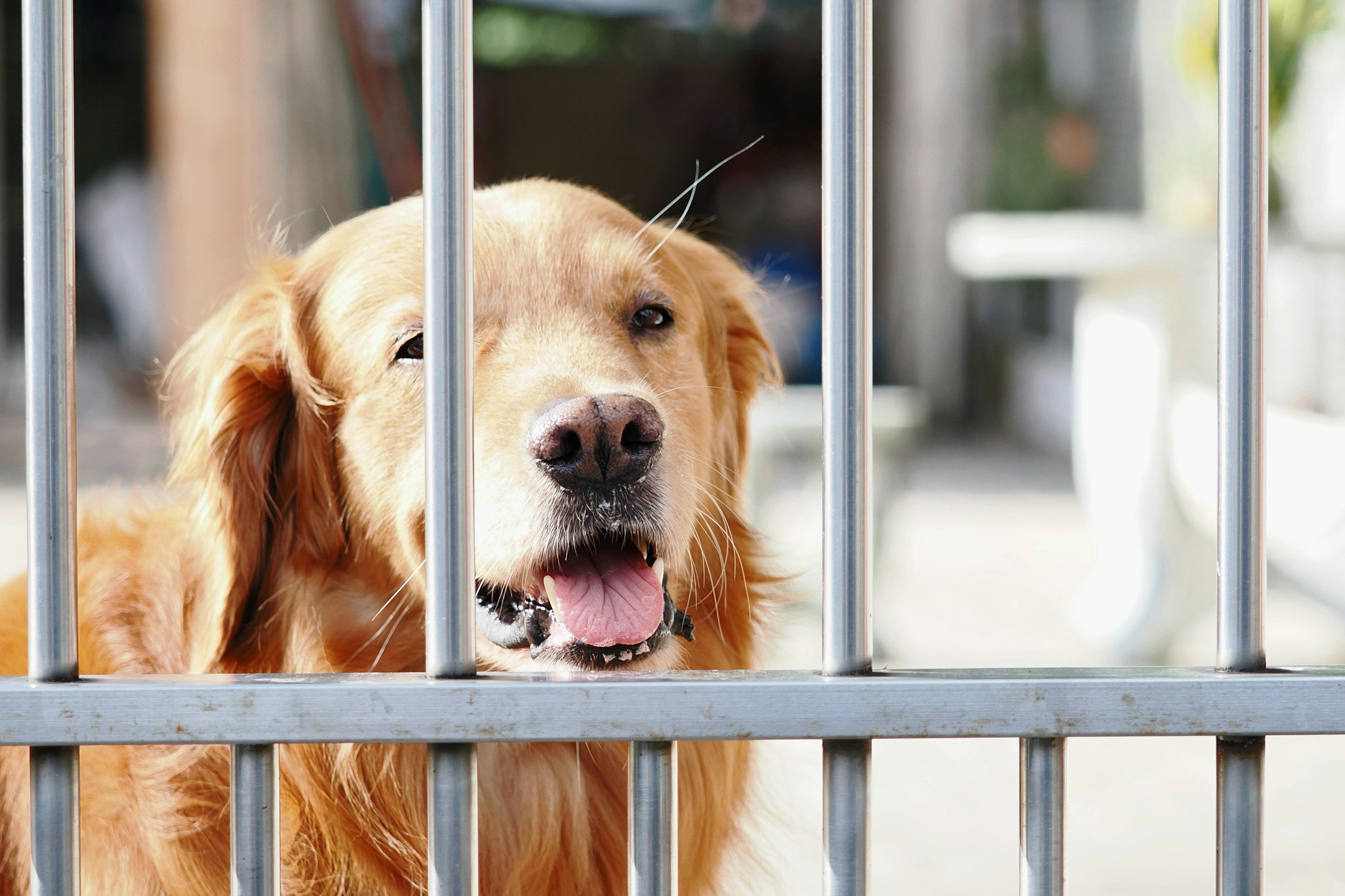 Querétaro: aseguran 28 perros en una presunta pensión para mascotas que operaba sin permisos en Juriquilla