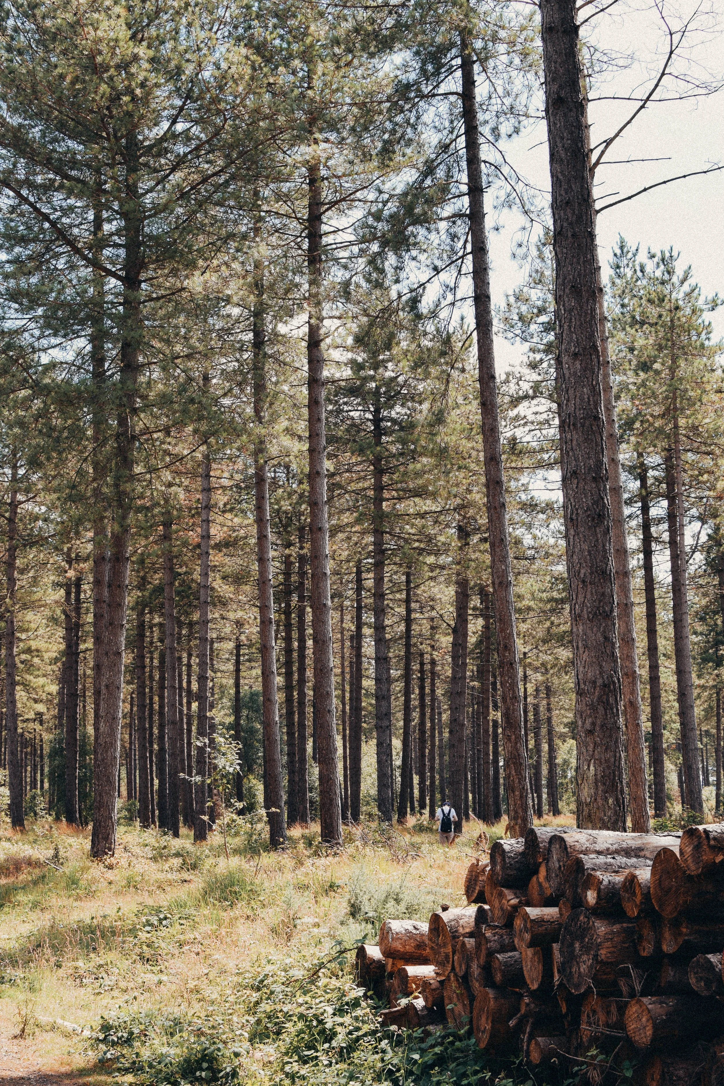 A photo from Dorset, taken by Ollie Best.