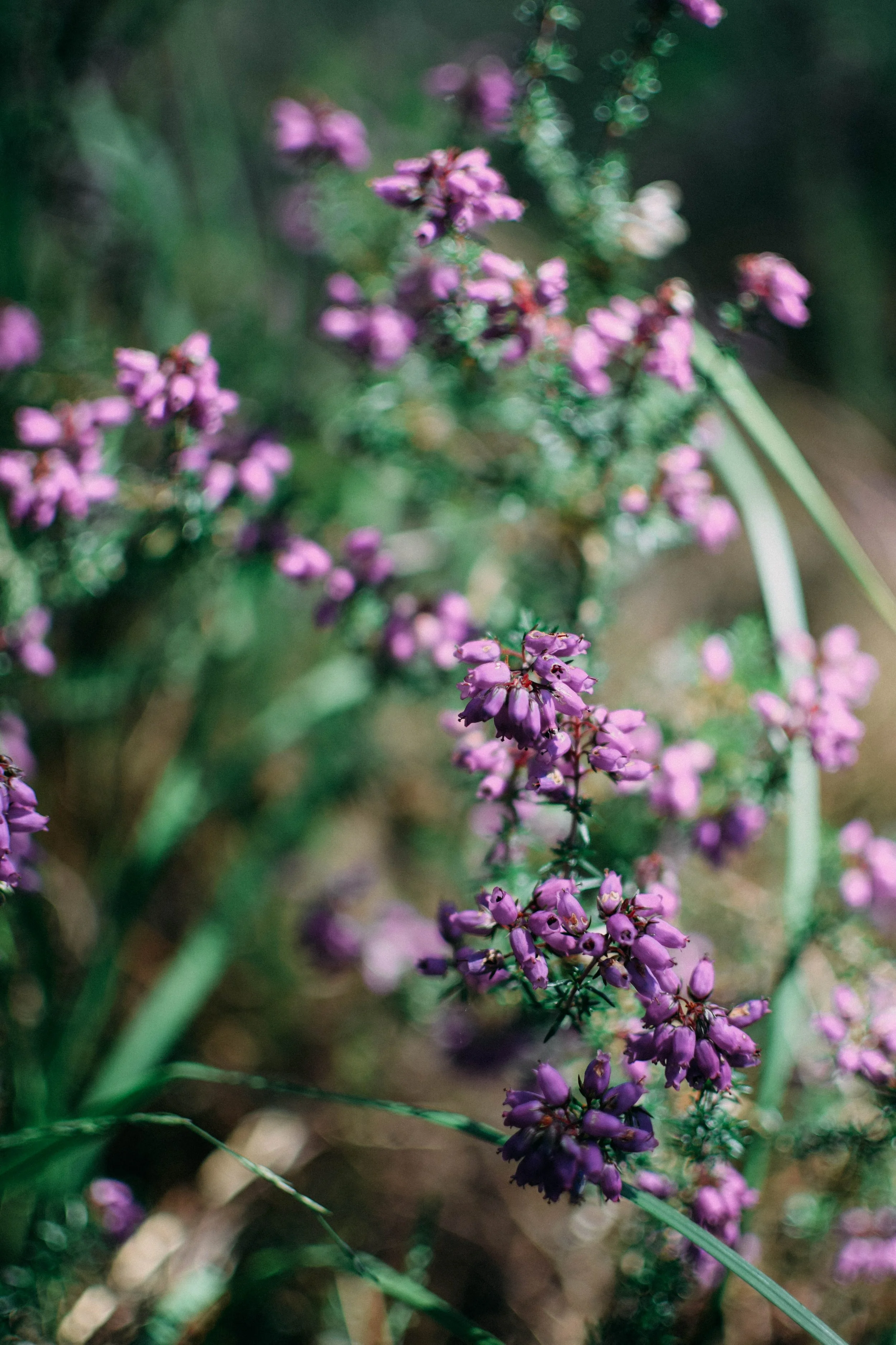 A photo from Dorset, taken by Ollie Best.