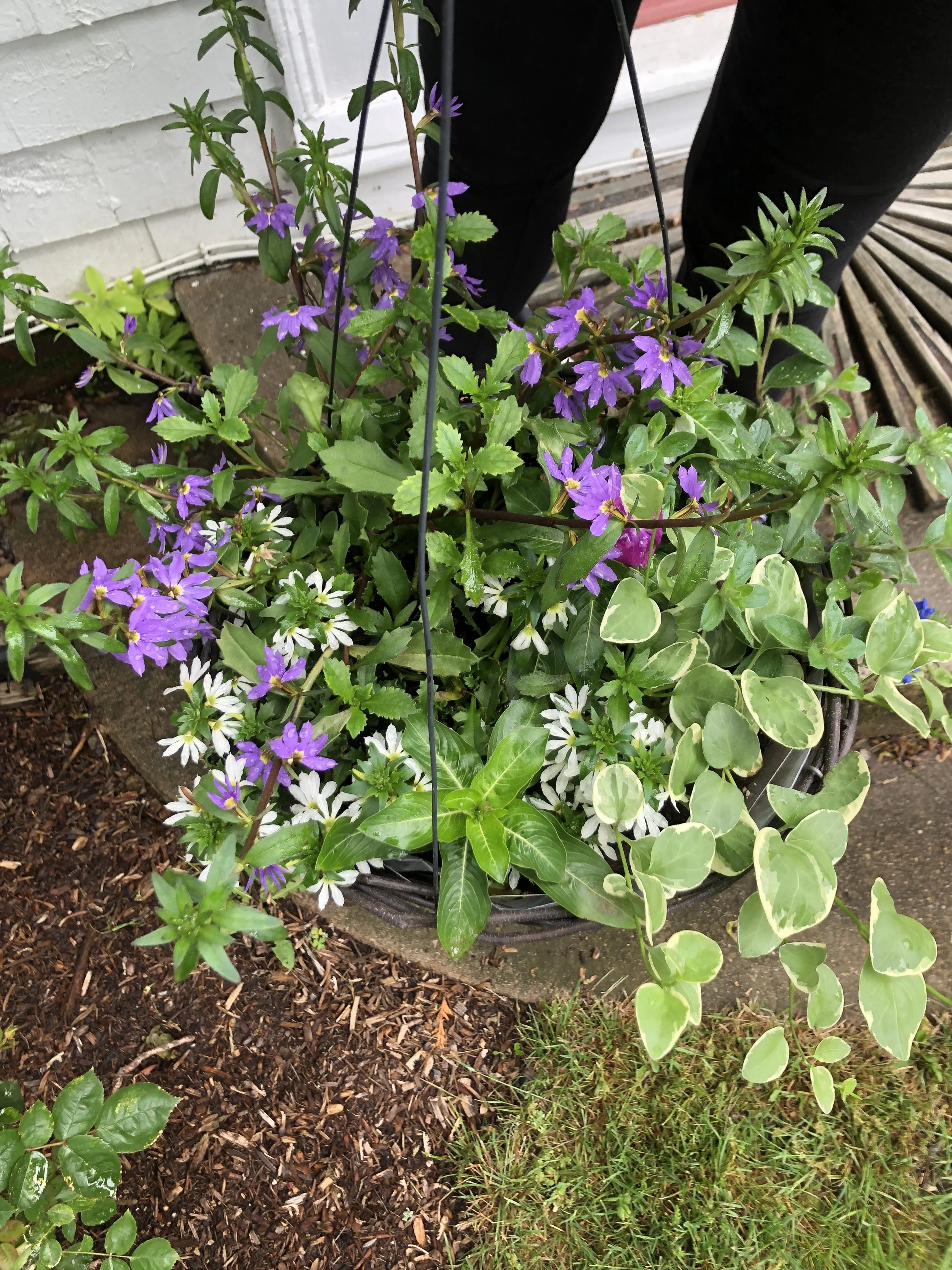 plent pots growing in.JPG