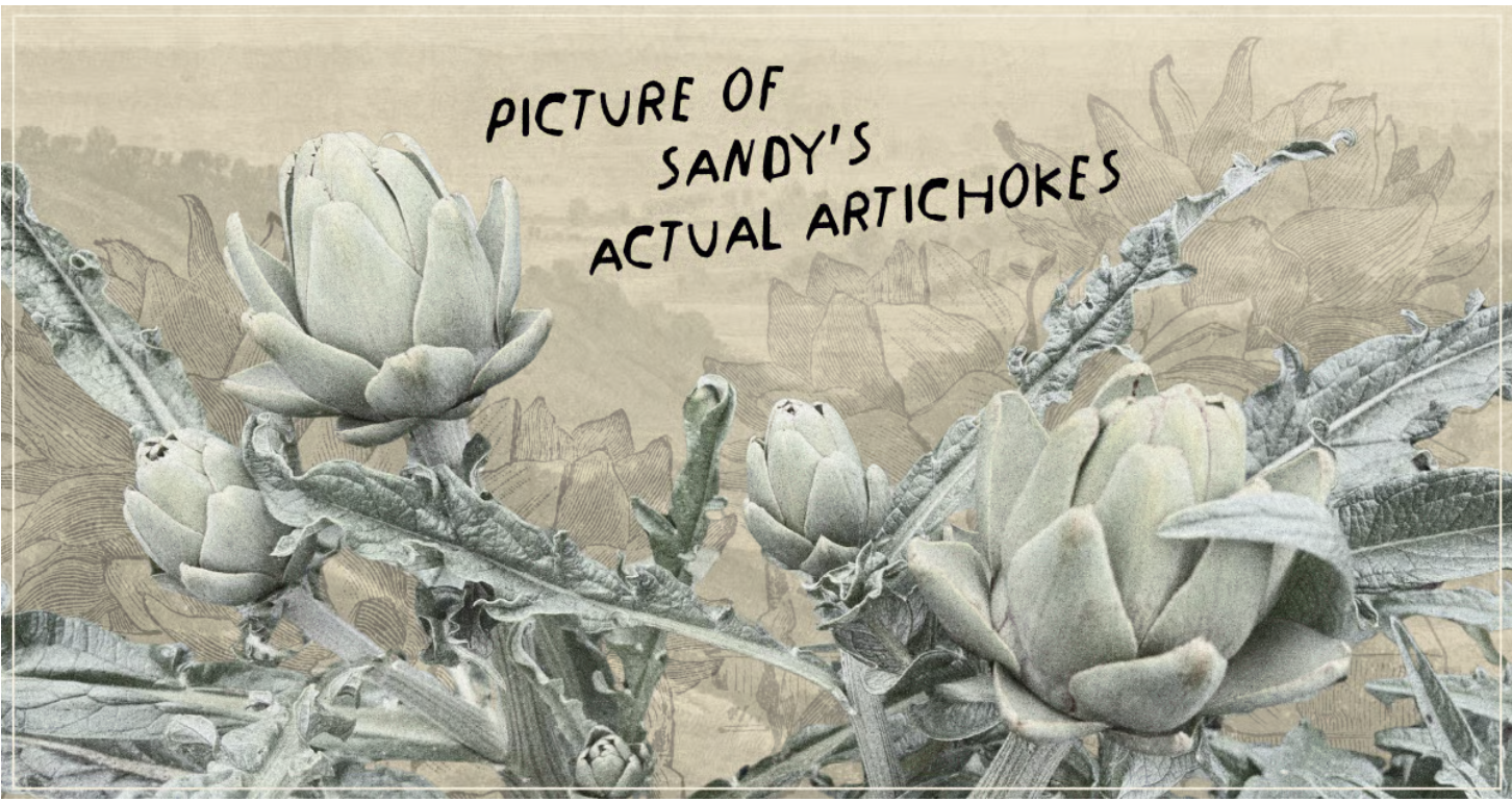 picture of sandy’s actual artichokes