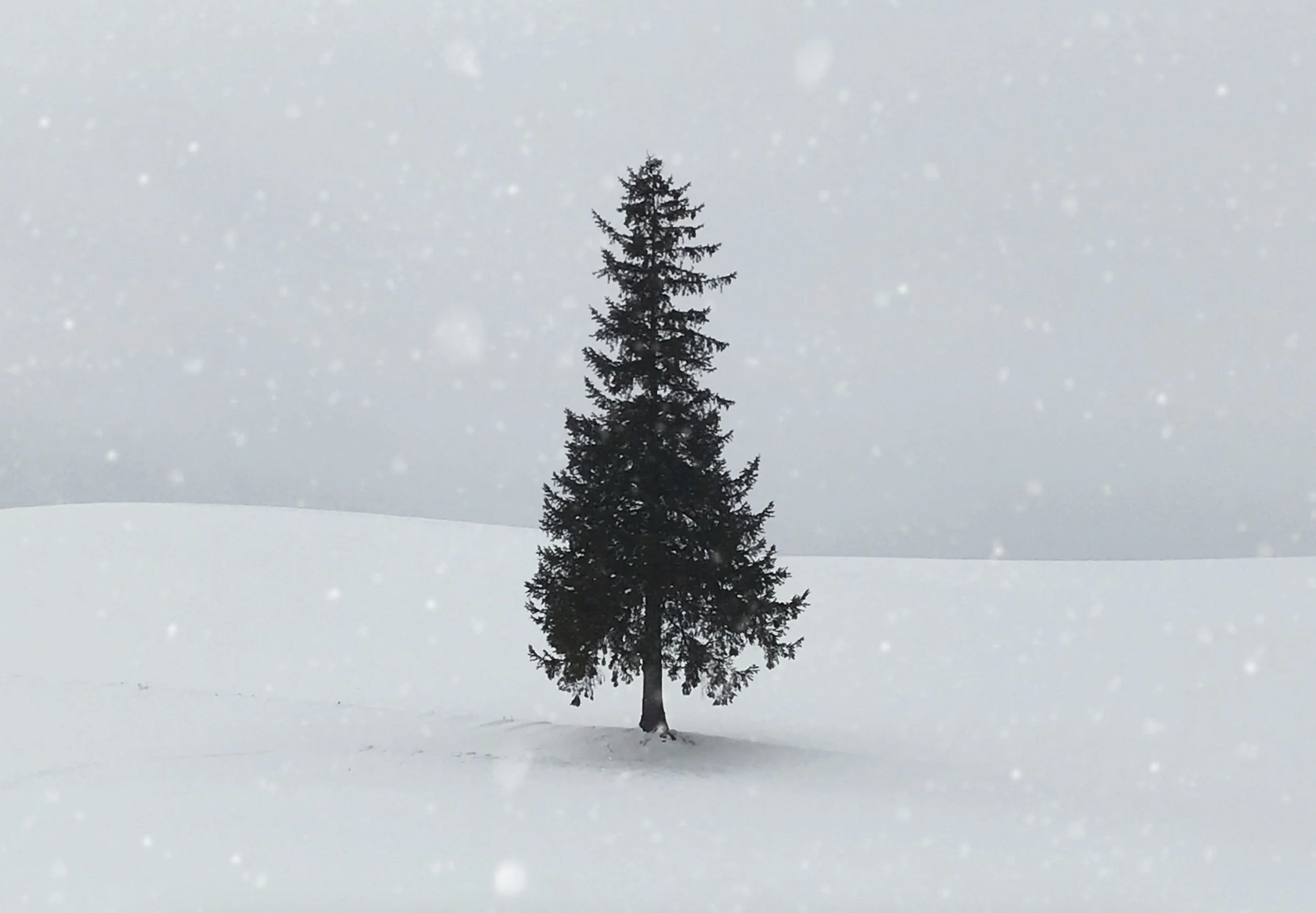 Assigned Media – Surviving the Holidays as an Estranged Person