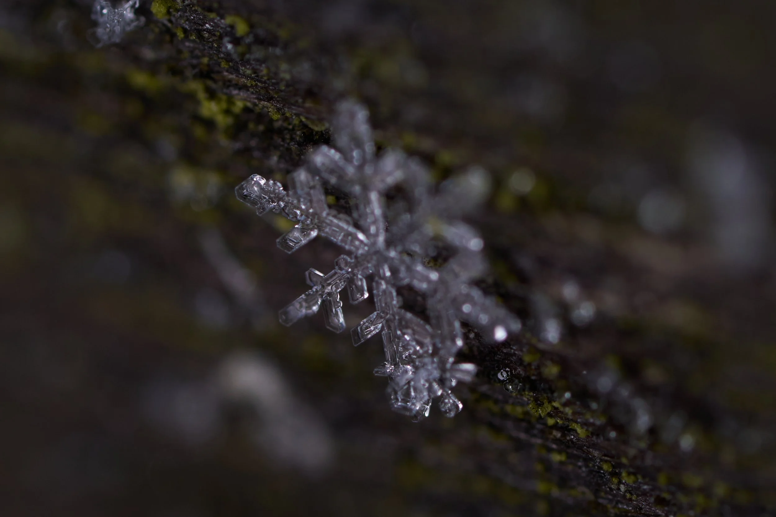 _DSC2168 Makro 25 v1.jpg