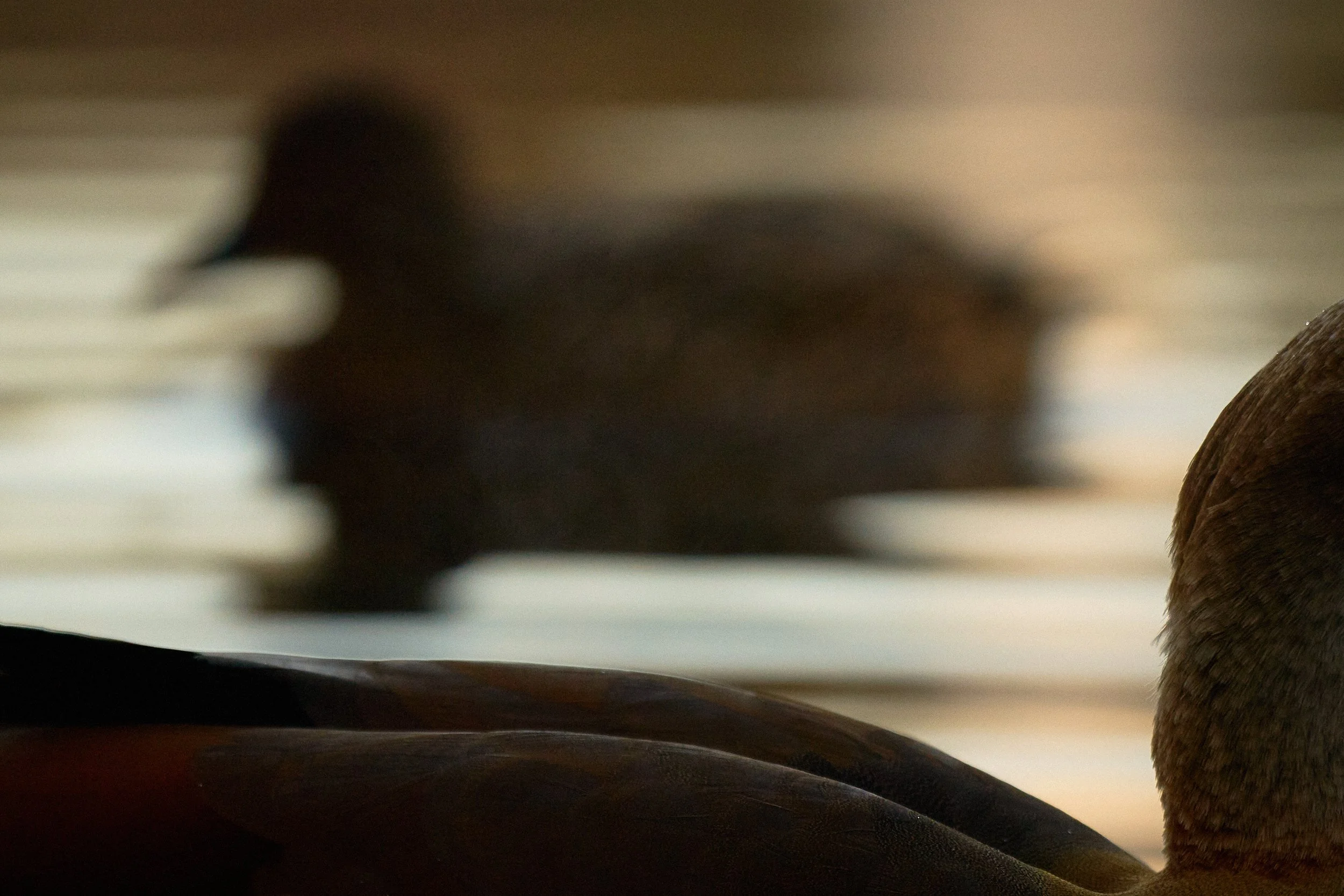 _DSC2649 wildlifestreet v1.jpg