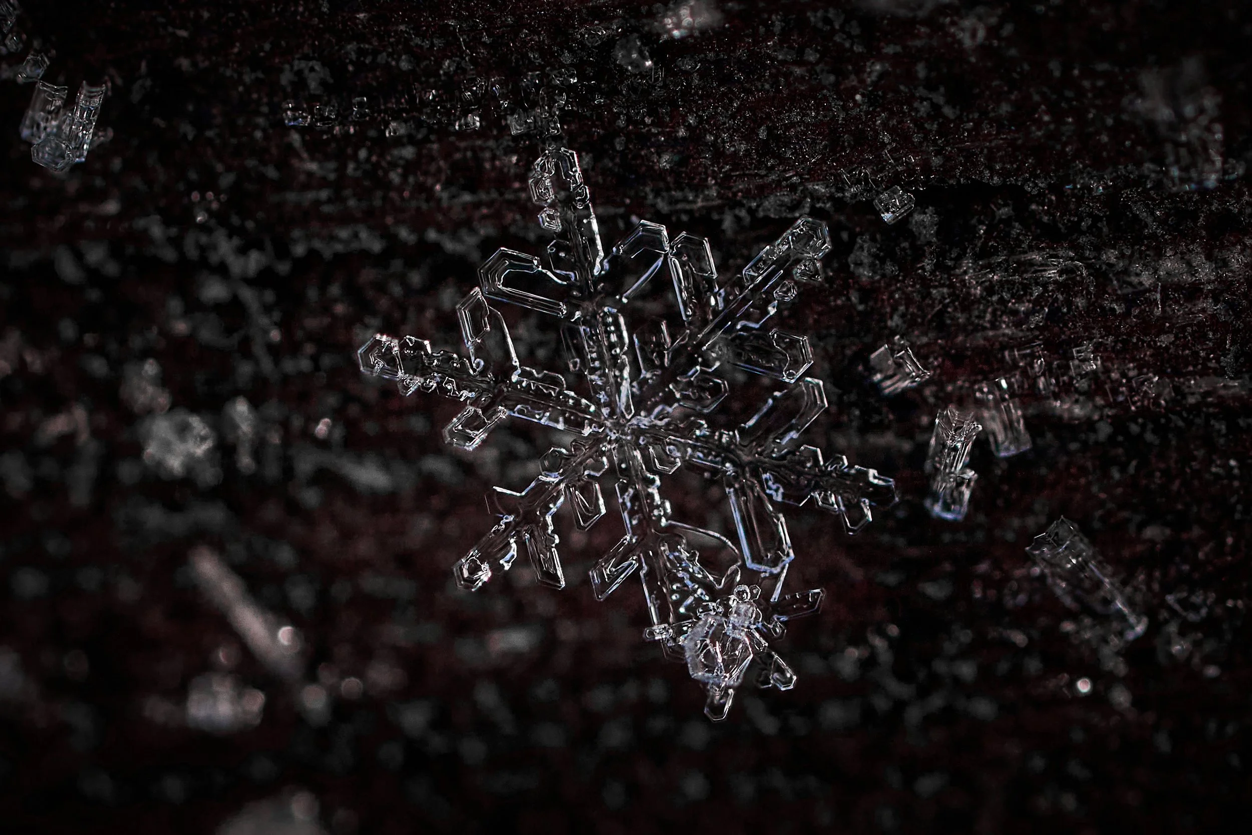 _DSC2095 Makro 25 v1.jpg