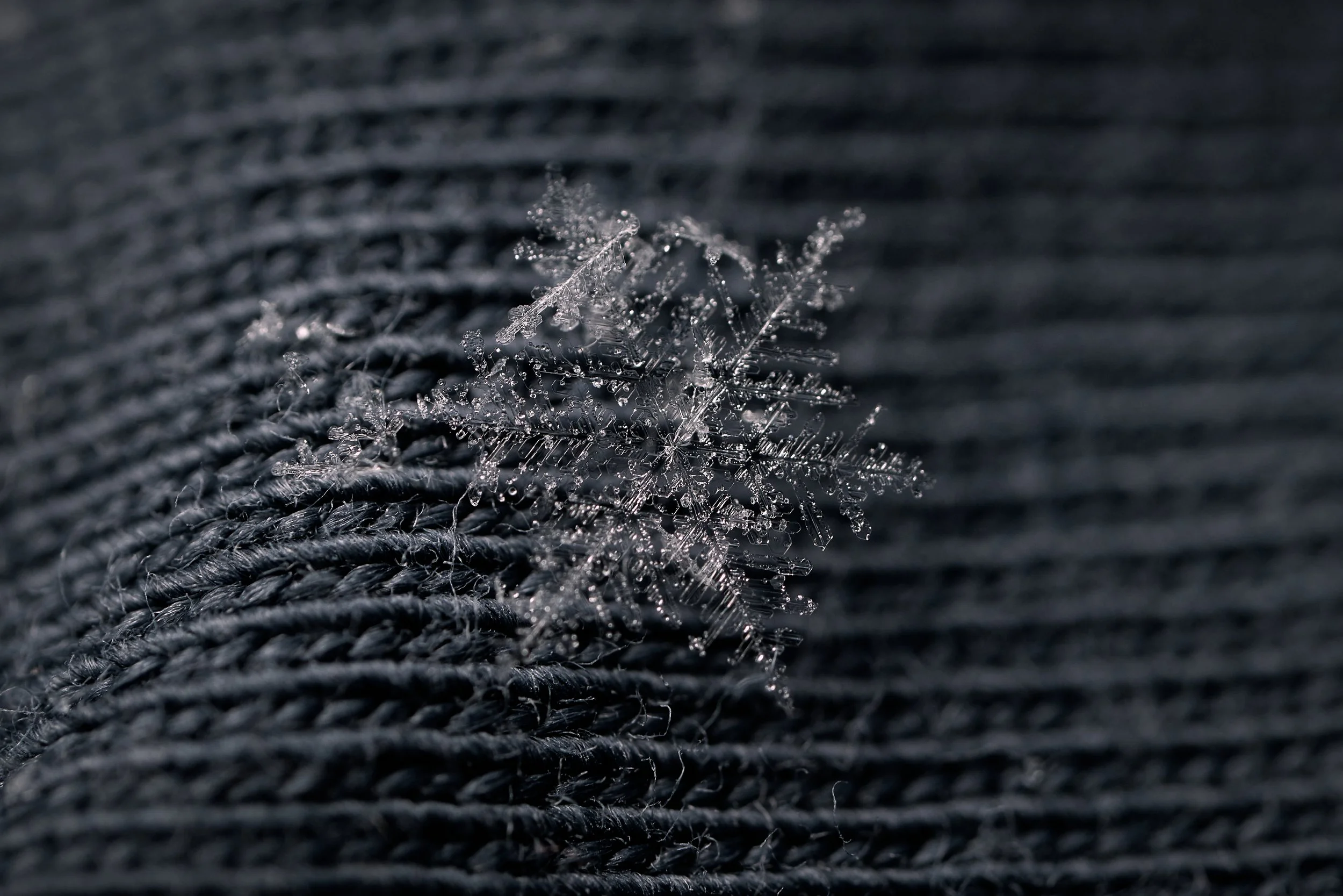 _DSC1344 Makro 25 v1.jpg