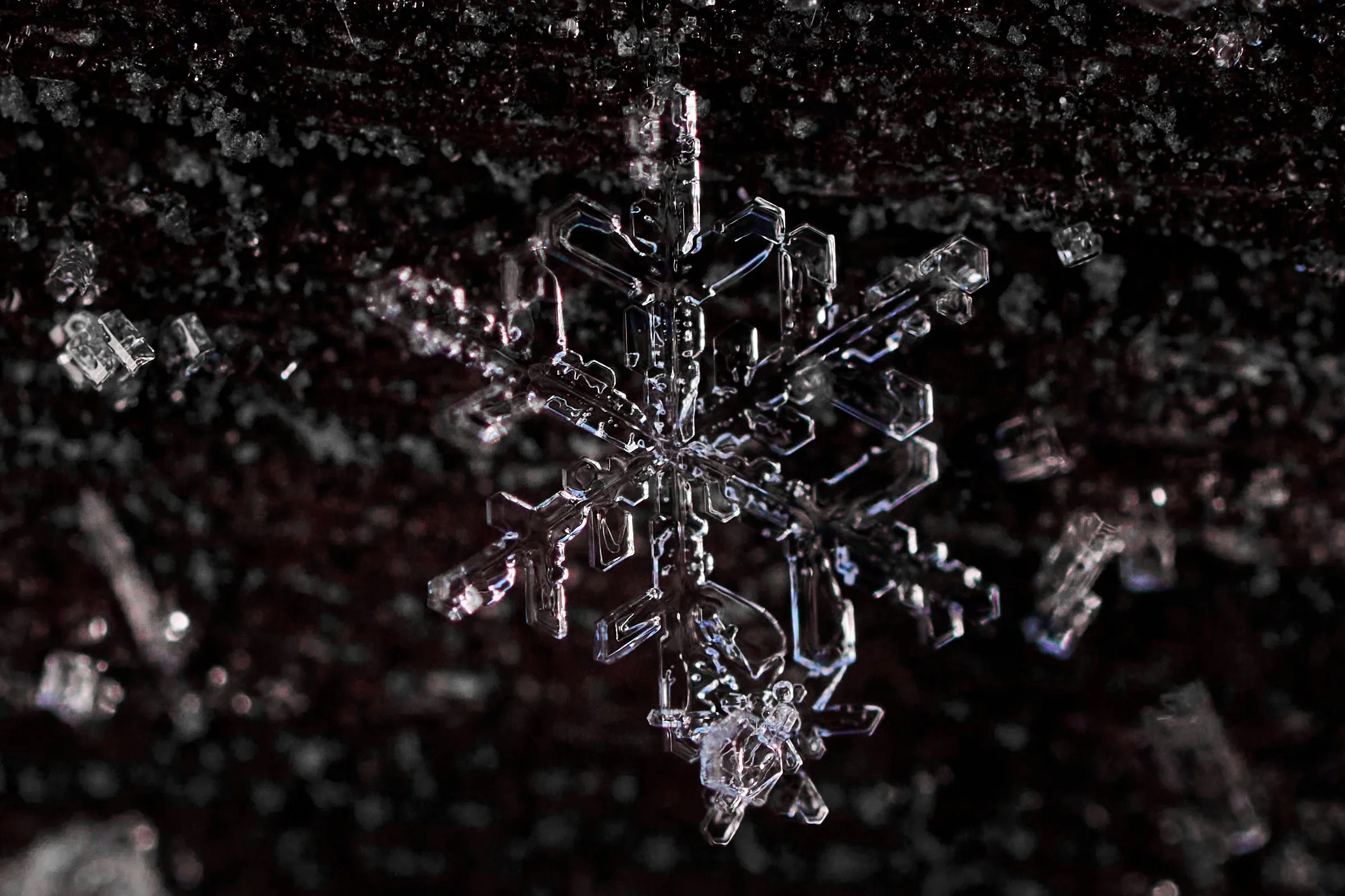 _DSC2170 Makro 25 v2.jpg