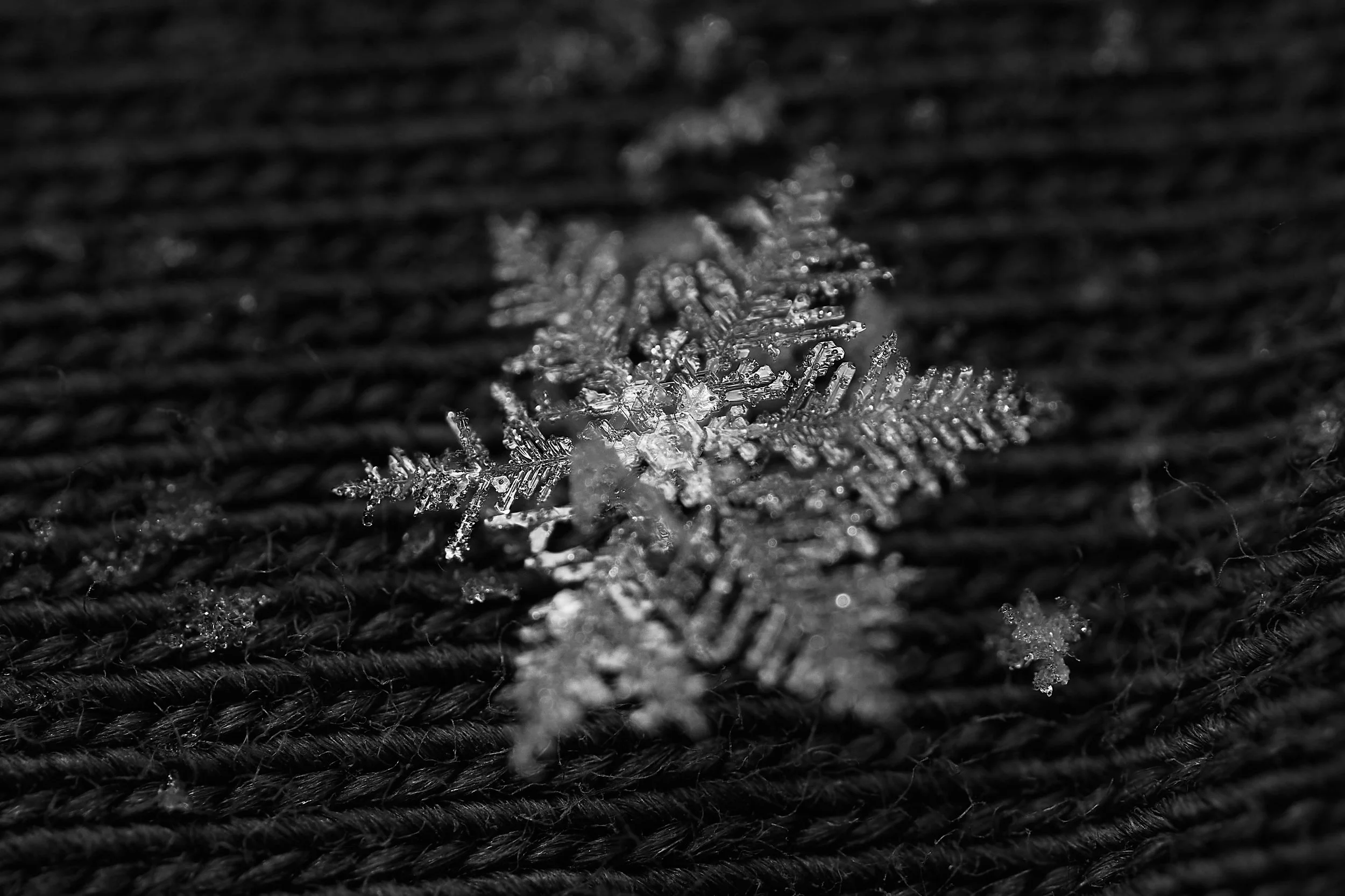 _DSC1295 Makro 25 v1.jpg