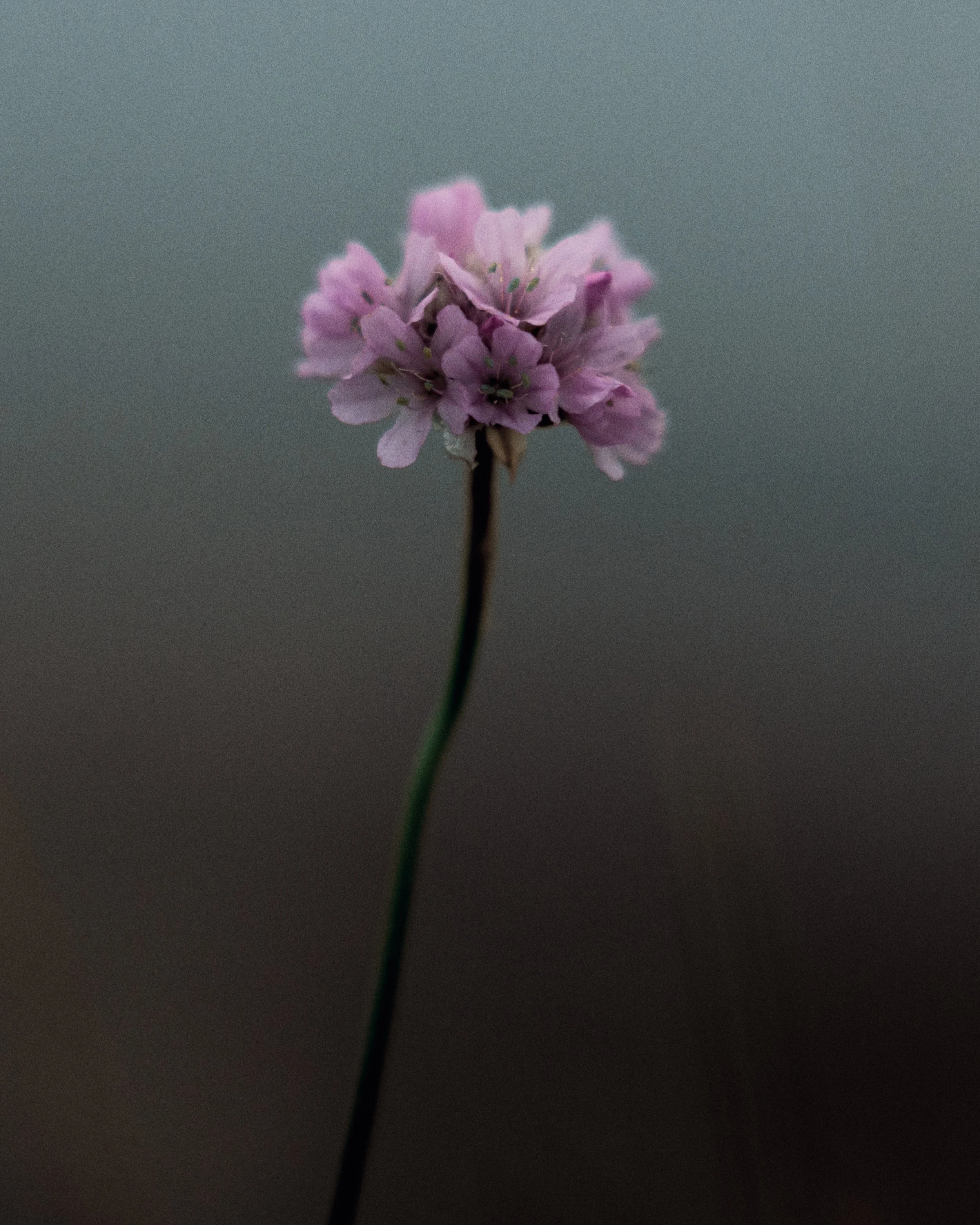 _DSC1182 Sylt 25 v2 1.jpg