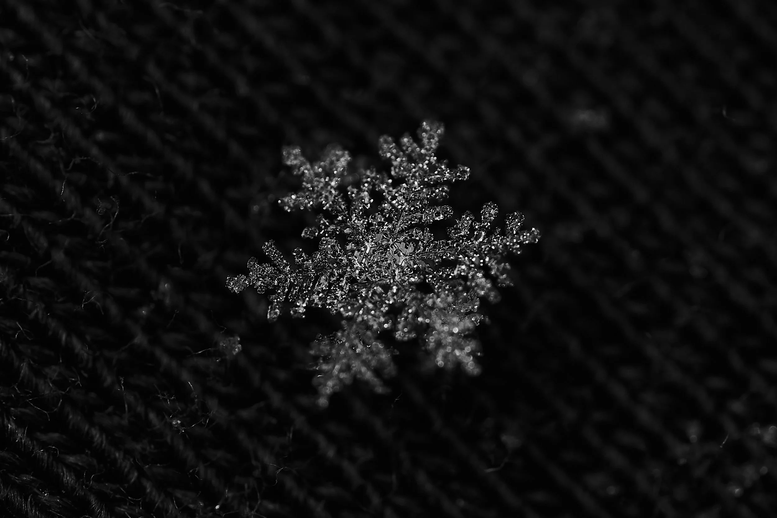 _DSC1132 Makro 25 v1.jpg