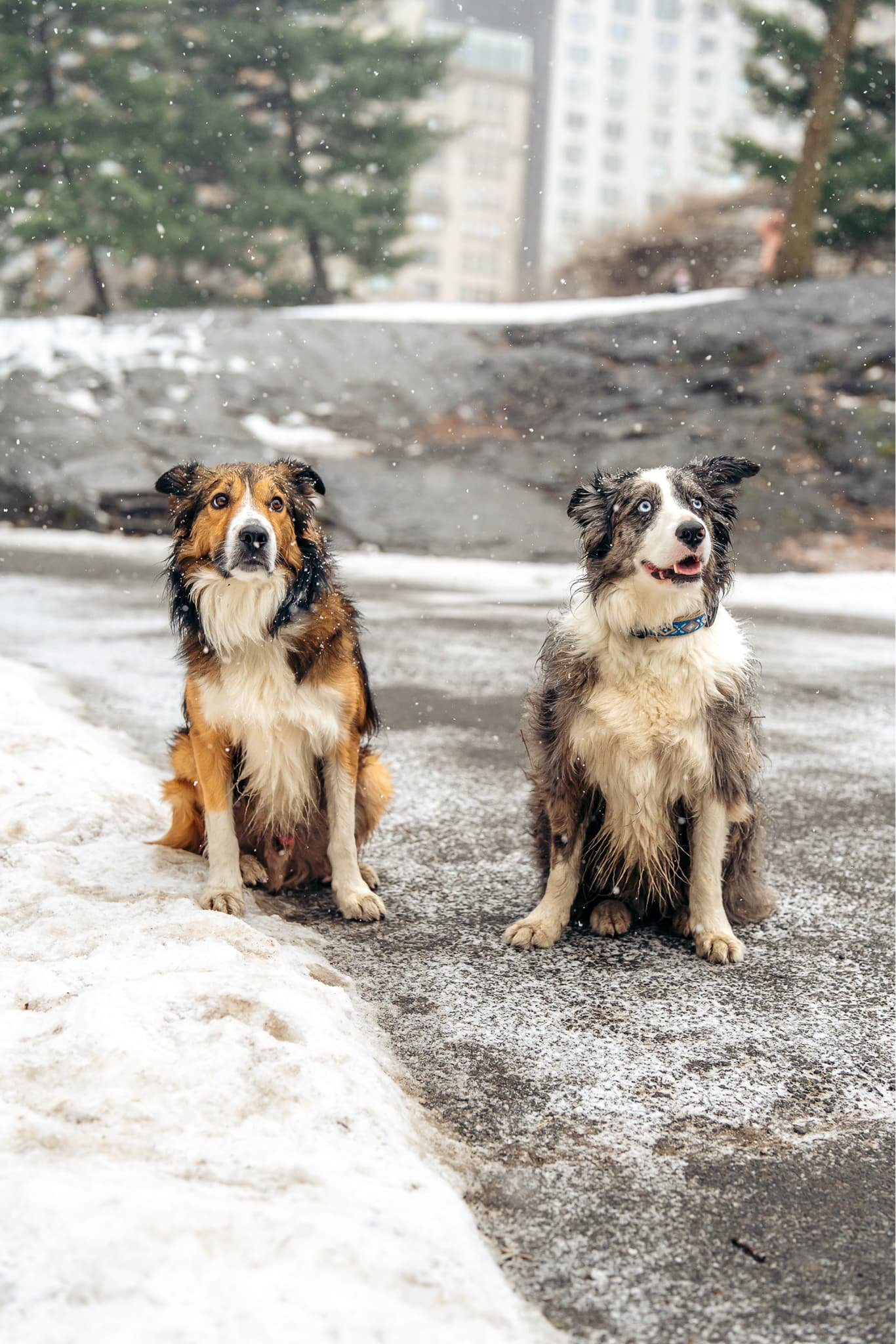 Central-Park-Luna-02-15-2025-7407359 1 (1).jpg