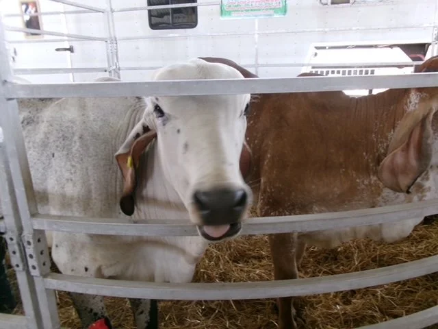 cow.JPG