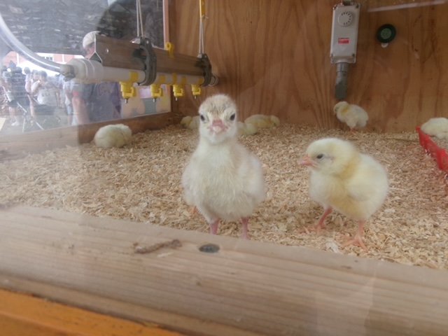 chicks.JPG