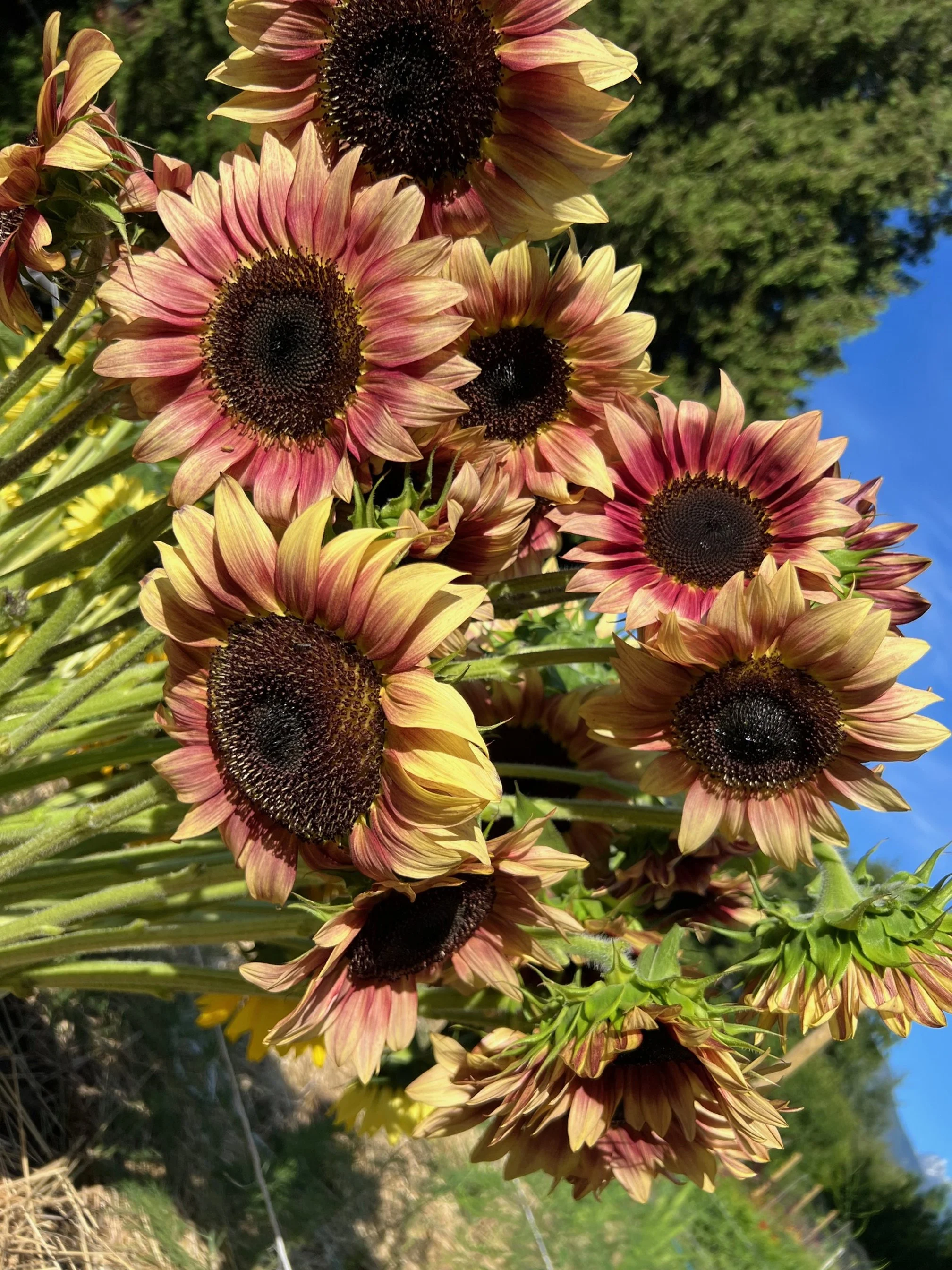 Cluster of blooming sunflowers with pink and yellow petals and dark centers, set against a blue sky and green trees.