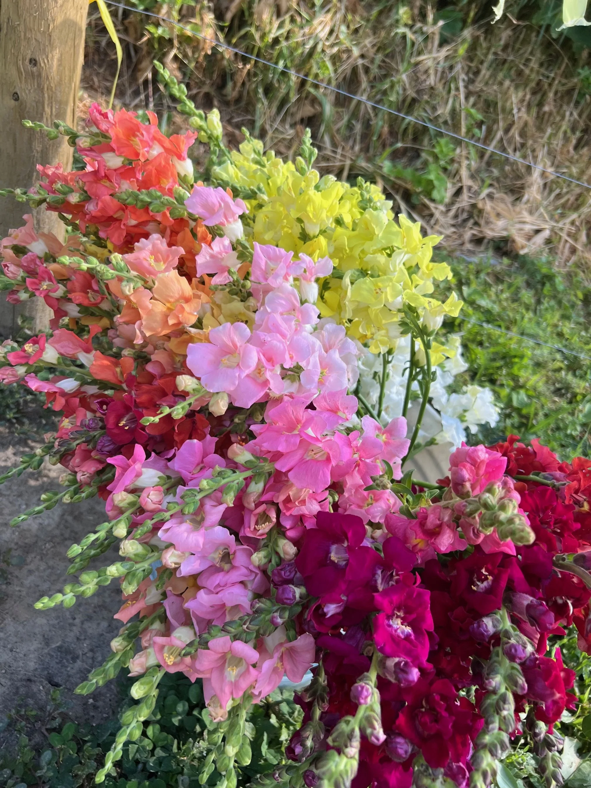 Colorful snapdragon flowers in pink, yellow, orange, and red growing beside a wooden post and wire fence in a garden.