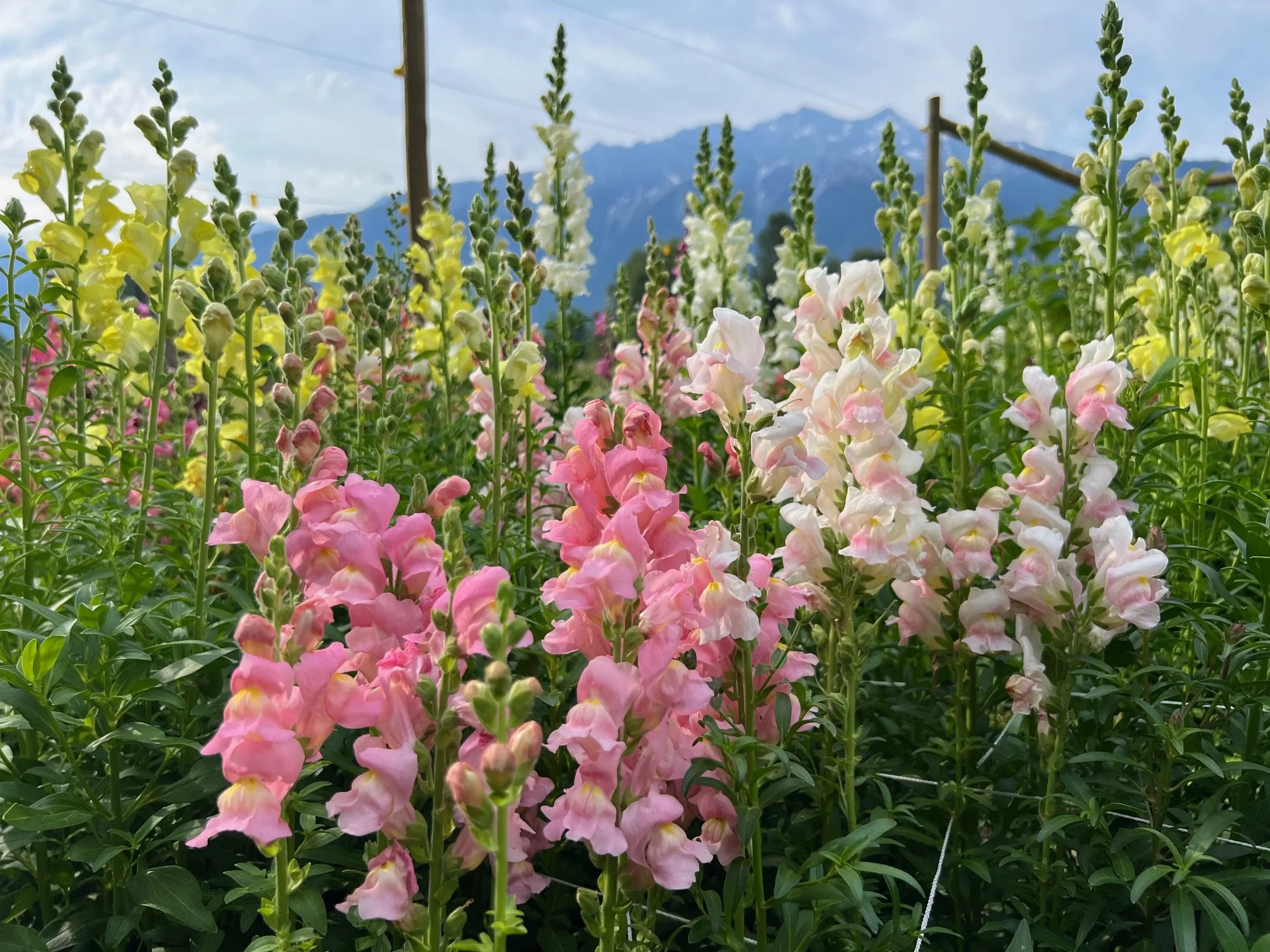 Colorful tall snapdragon flowers in pink, white, and yellow with mountains in the background, outdoors during daytime.