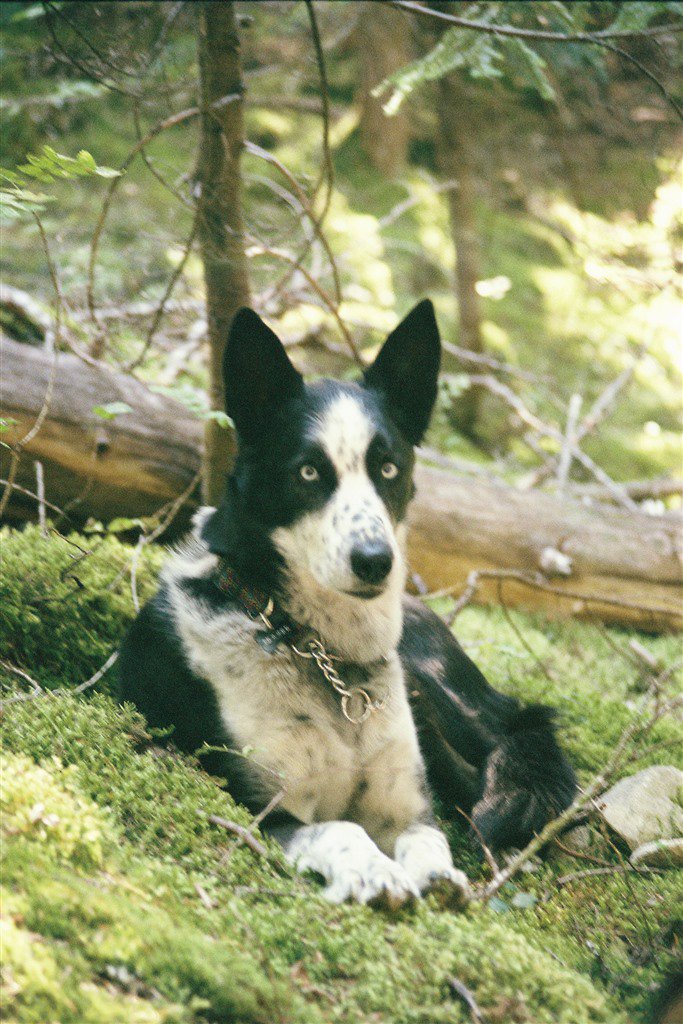 A black and white dog with blue eyes lying on green moss in a forest.