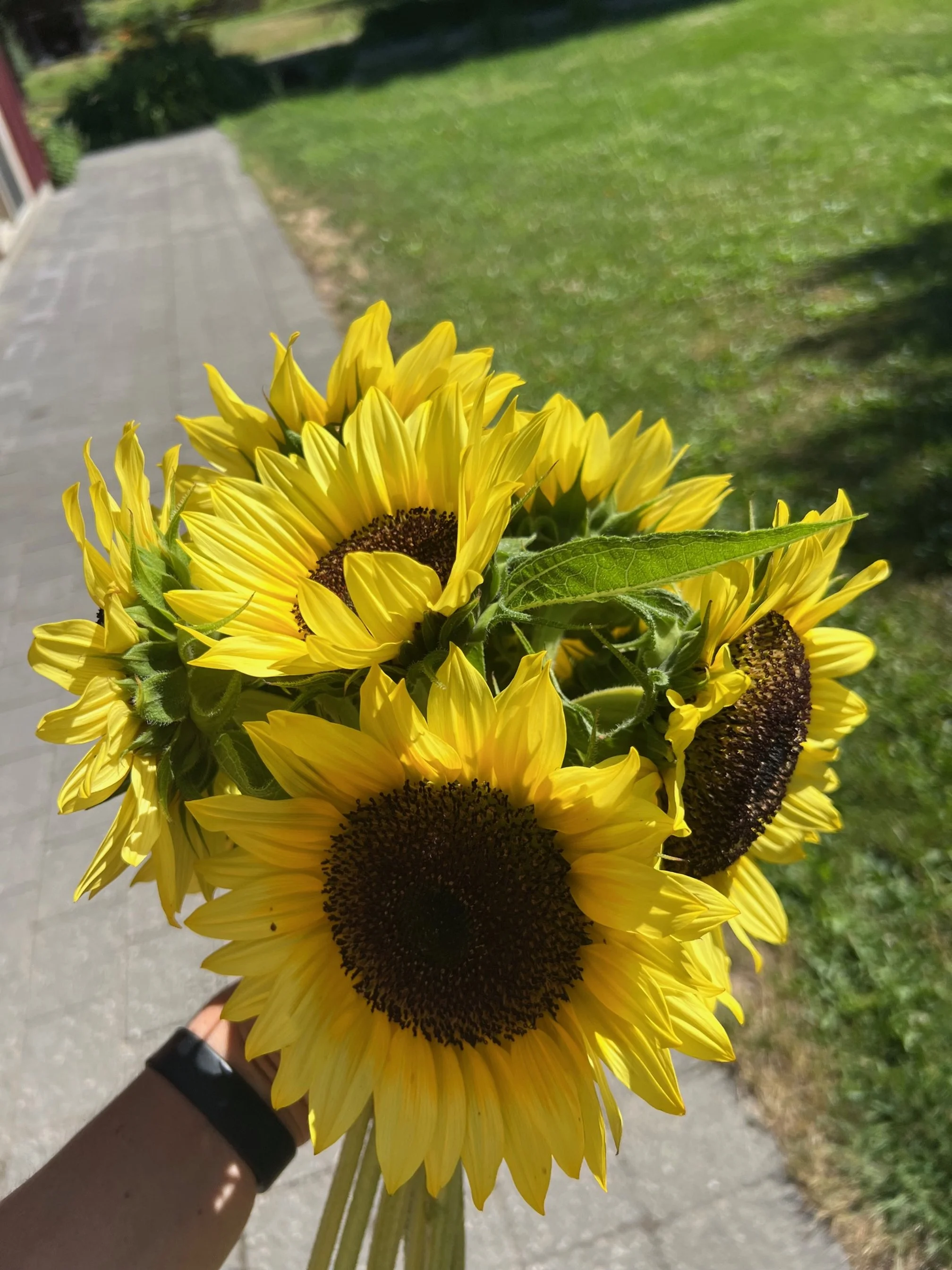 Hand holding a bouquet of bright yellow sunflowers with green leaves, against a background of a sidewalk and grassy area.