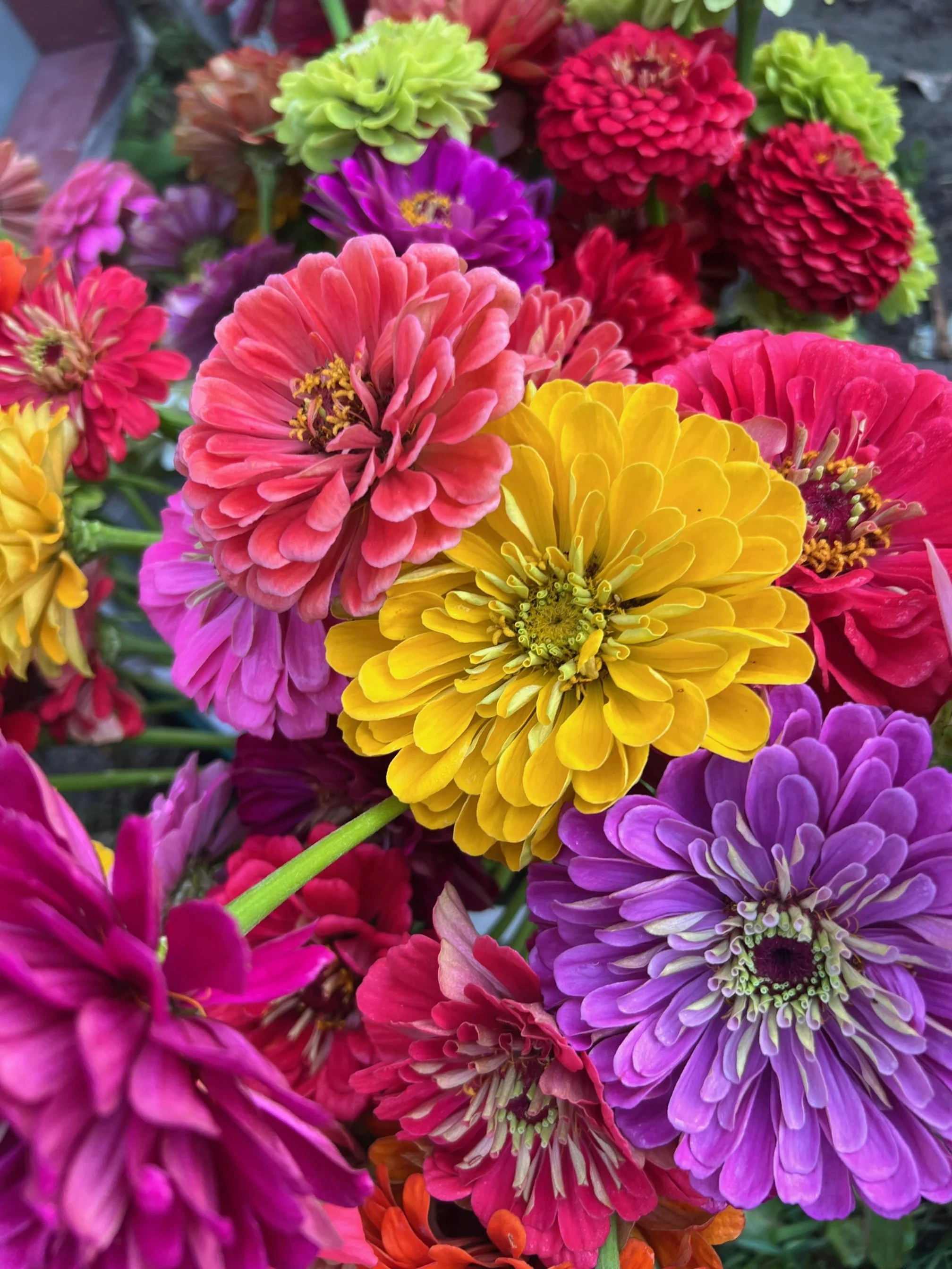 A vibrant collection of colorful zinnia flowers in shades of pink, purple, yellow, red, and green.