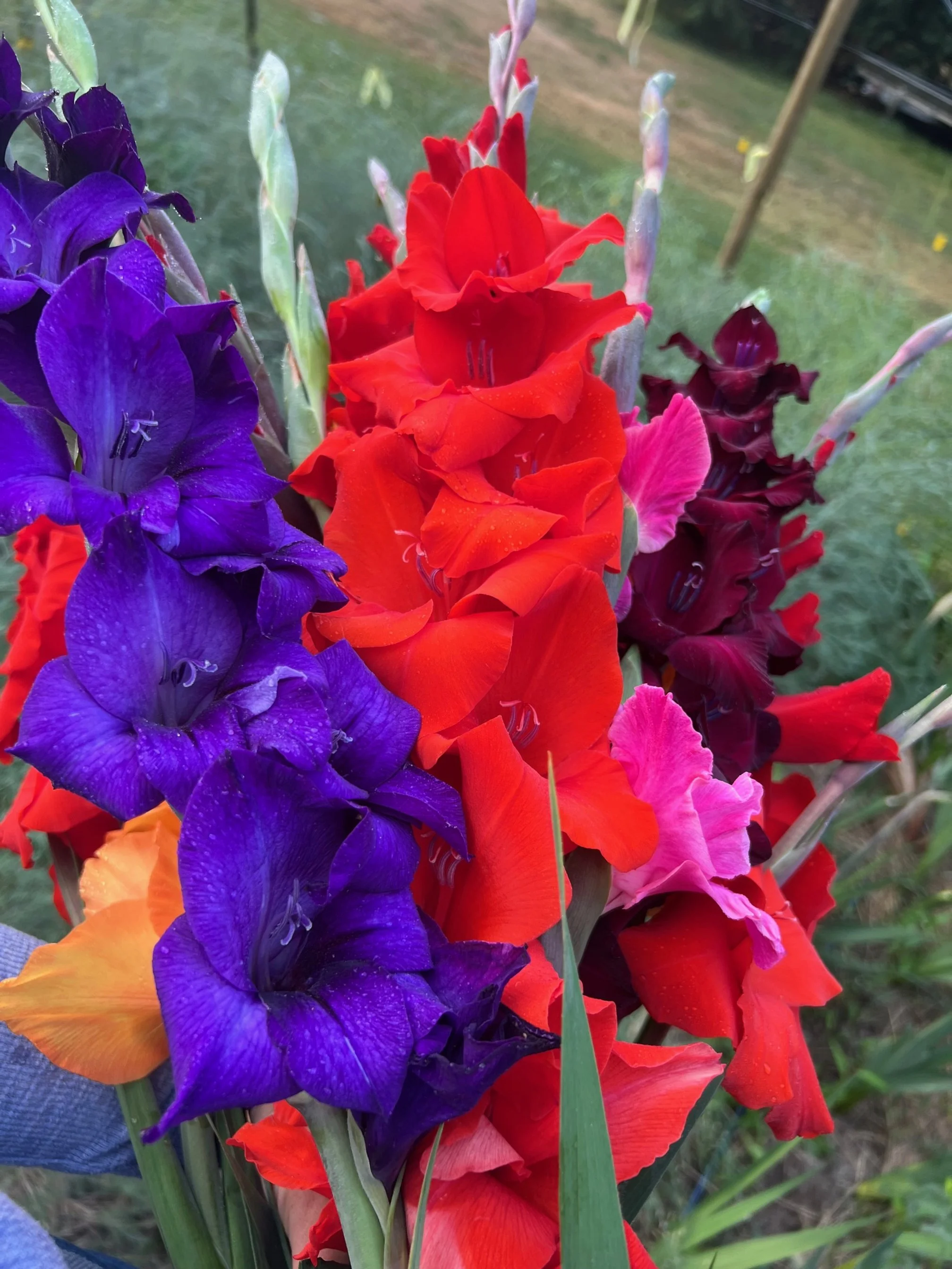 Close-up of a vibrant bouquet of gladiolus flowers in purple, red, pink, orange, and dark maroon, with green grass and a blurred outdoor background.