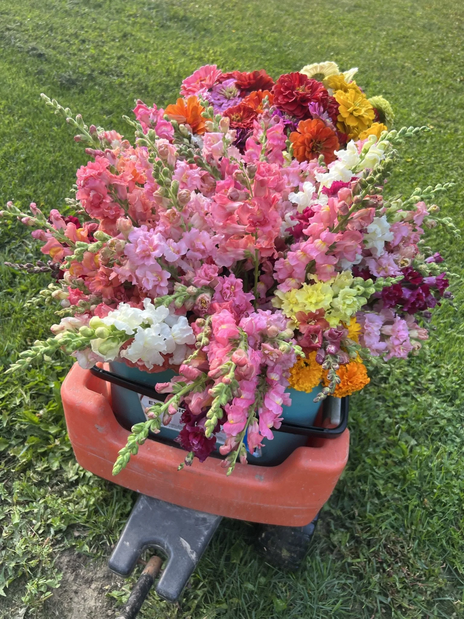 CSA Flower Subscriptions