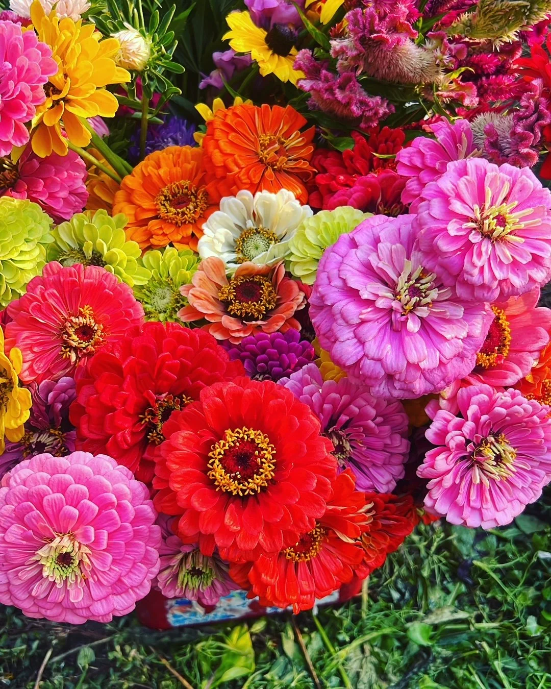A colorful cluster of various flowers including zinnias in pink, red, orange, yellow, white, purple, and green hues.
