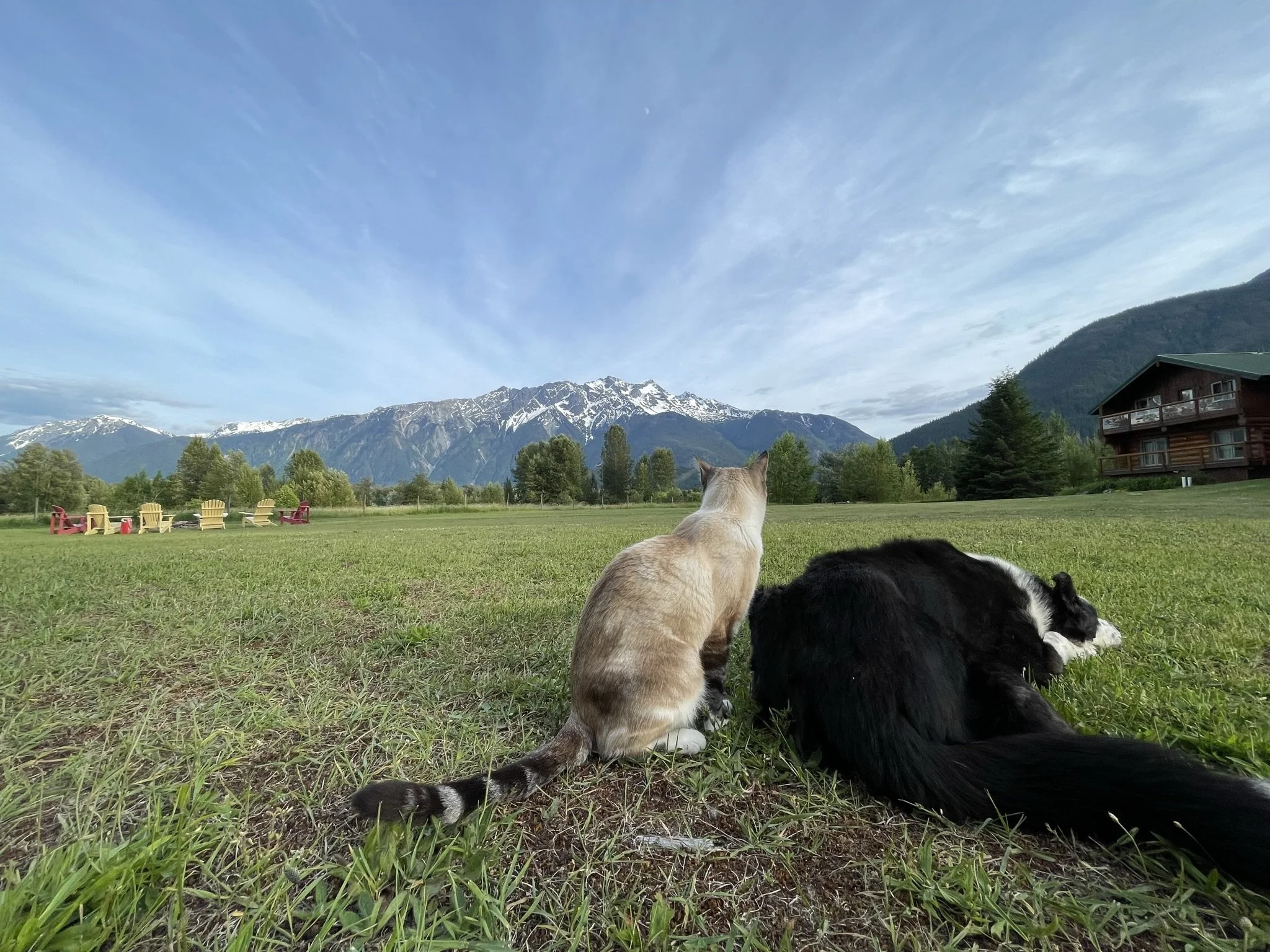 A cat and a dog sitting on grass, looking towards snow-capped mountains and a clear sky with scattered clouds.